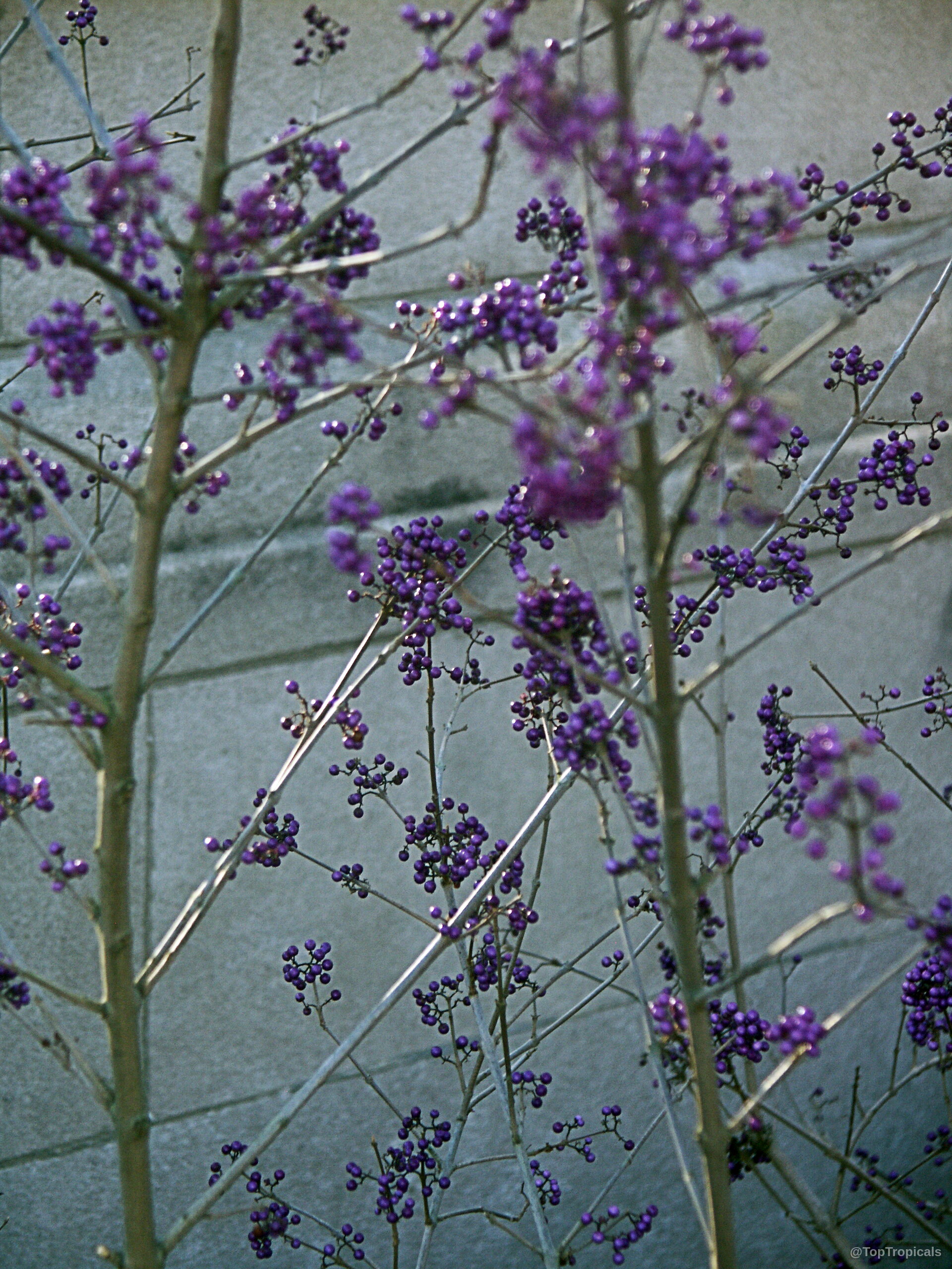 Callicarpa bodinieri (Bodinier's Beautyberry) with round purple fruit clusters on slender woody stems without leaves. Callicarpa bodinieri (Bodinier's Beautyberry) purple fruit clusters growing on thin woody branches close up.