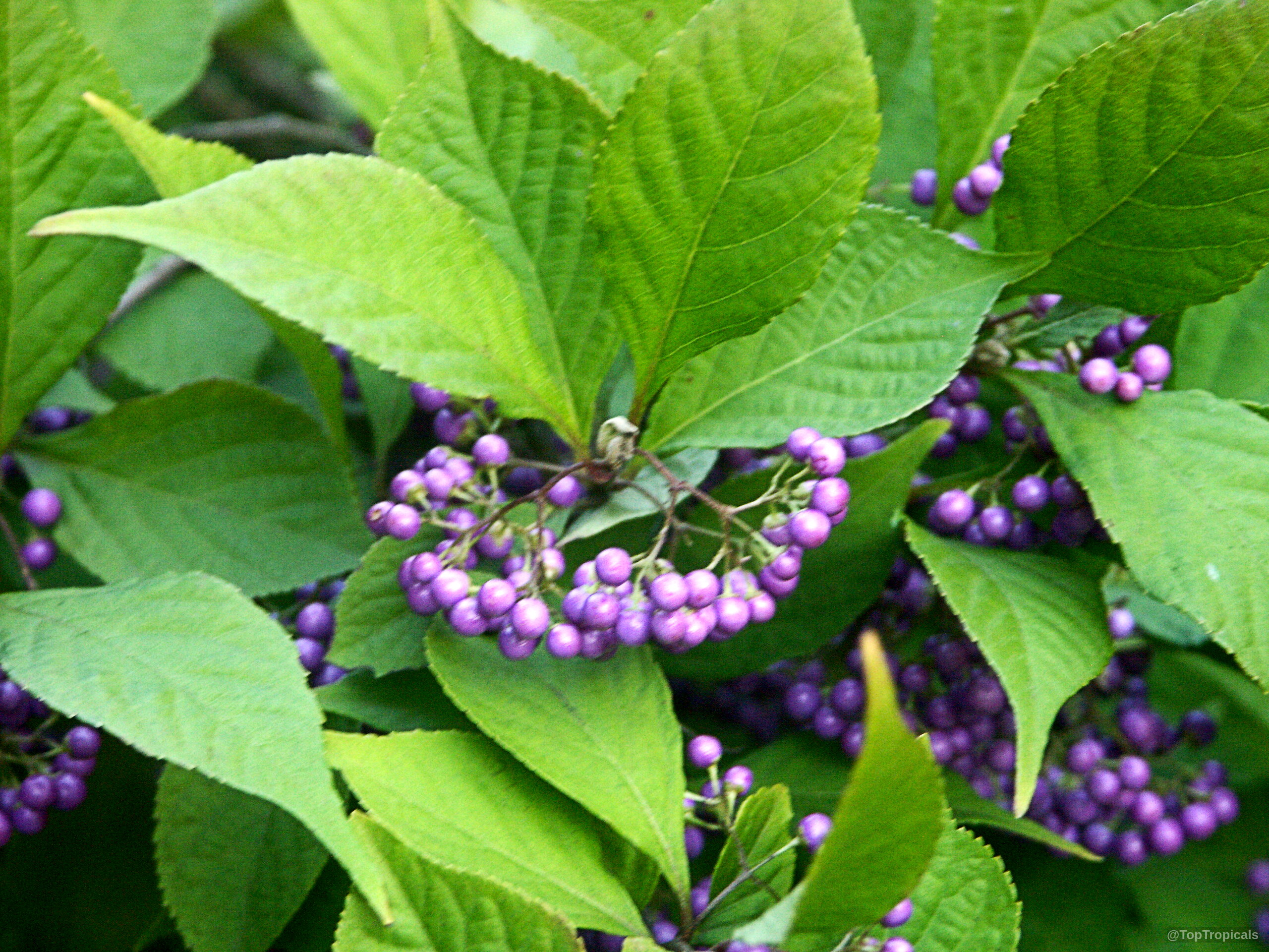 Callicarpa japonica (Japanese Beautyberry) clusters of round purple fruit nestled among pointed green leaves. Callicarpa japonica (Japanese Beautyberry) purple fruit clusters among vibrant green leaves in close up.