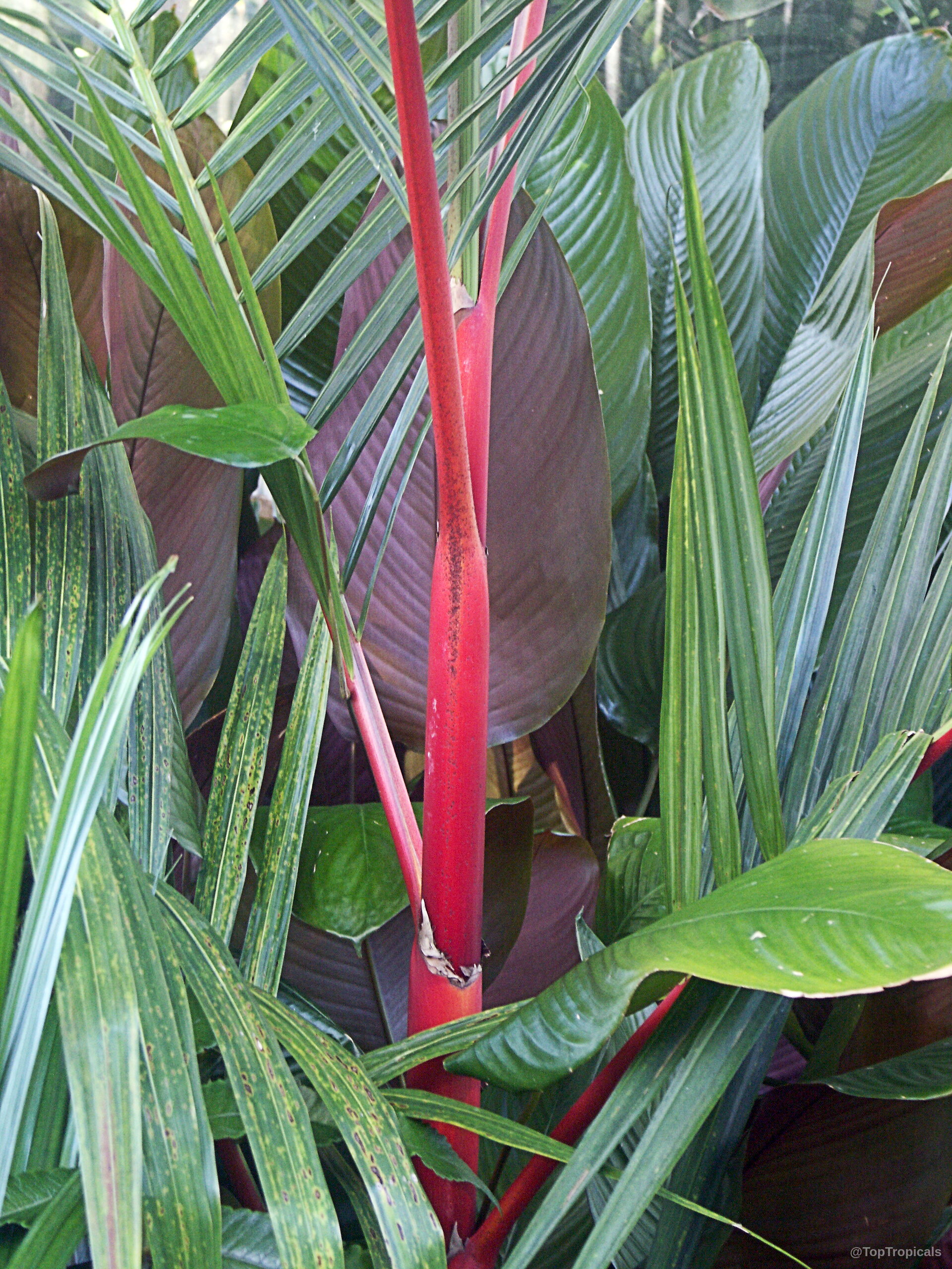 Cyrtostachys renda (Lipstick Palm) with vibrant red stems surrounded by long narrow green foliage leaves. Cyrtostachys renda (Lipstick Palm) red stem and narrow green leaves close up plant view.