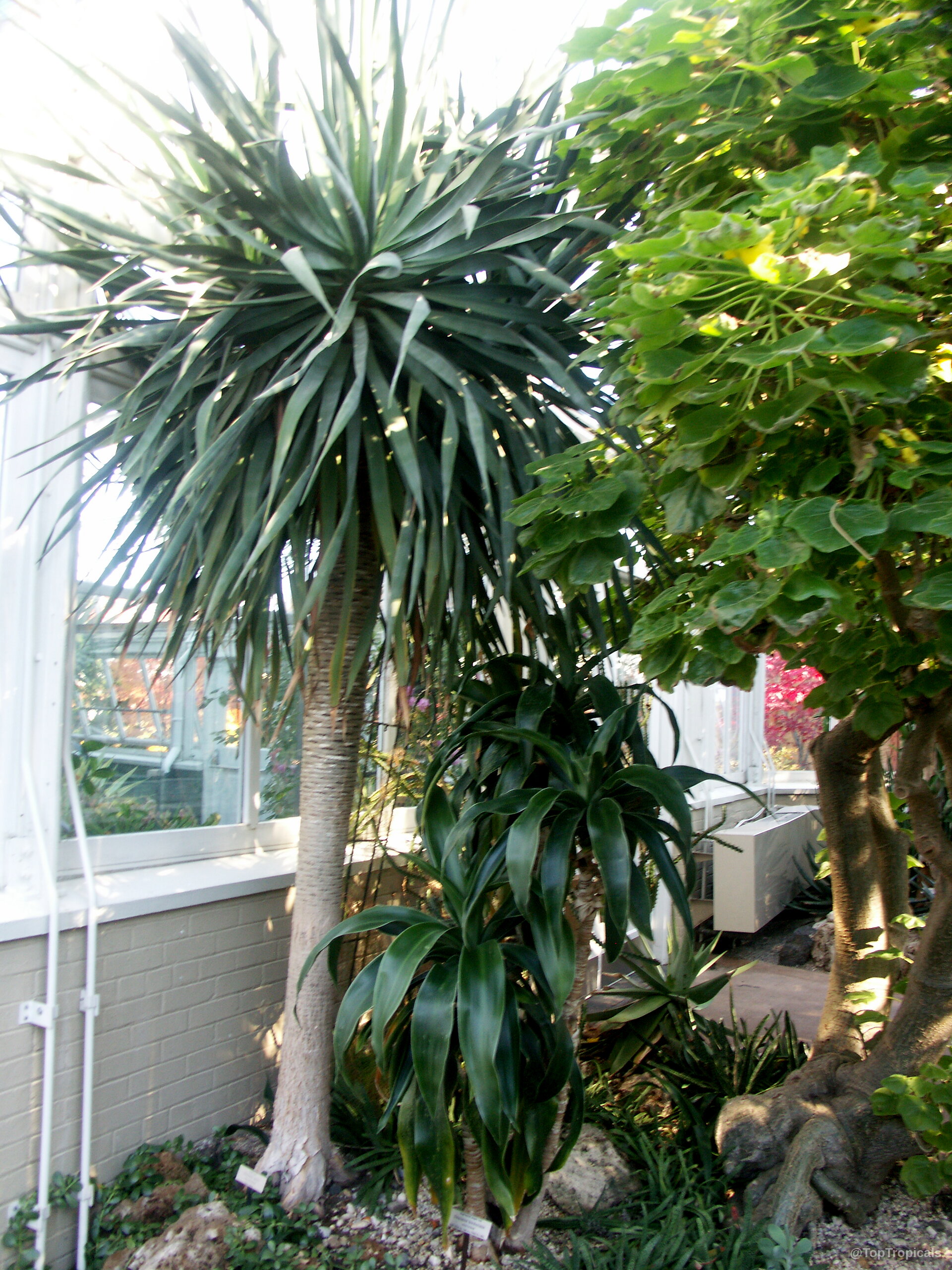 Dracaena draco (Dragon Tree) with long stiff green leaves growing from a sturdy brown trunk. Dracaena draco (Dragon Tree) with thick green sword-shaped leaves on tall textured plant trunk.