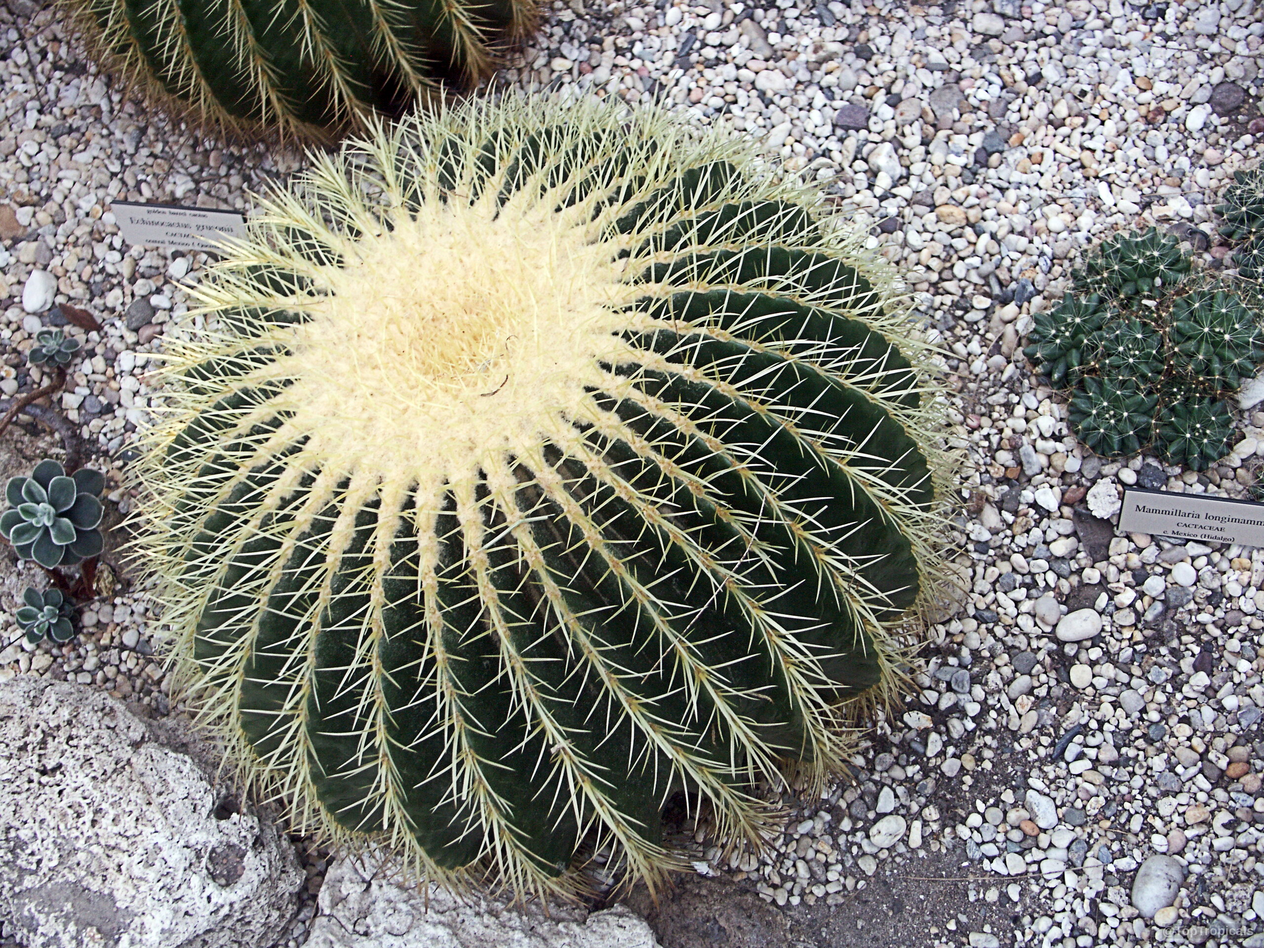 Echinocactus grusonii (Golden Barrel Cactus) round green body covered in dense yellow spikes on gravel. Echinocactus grusonii (Golden Barrel Cactus) yellow plant close up with round shape and sharp spines.