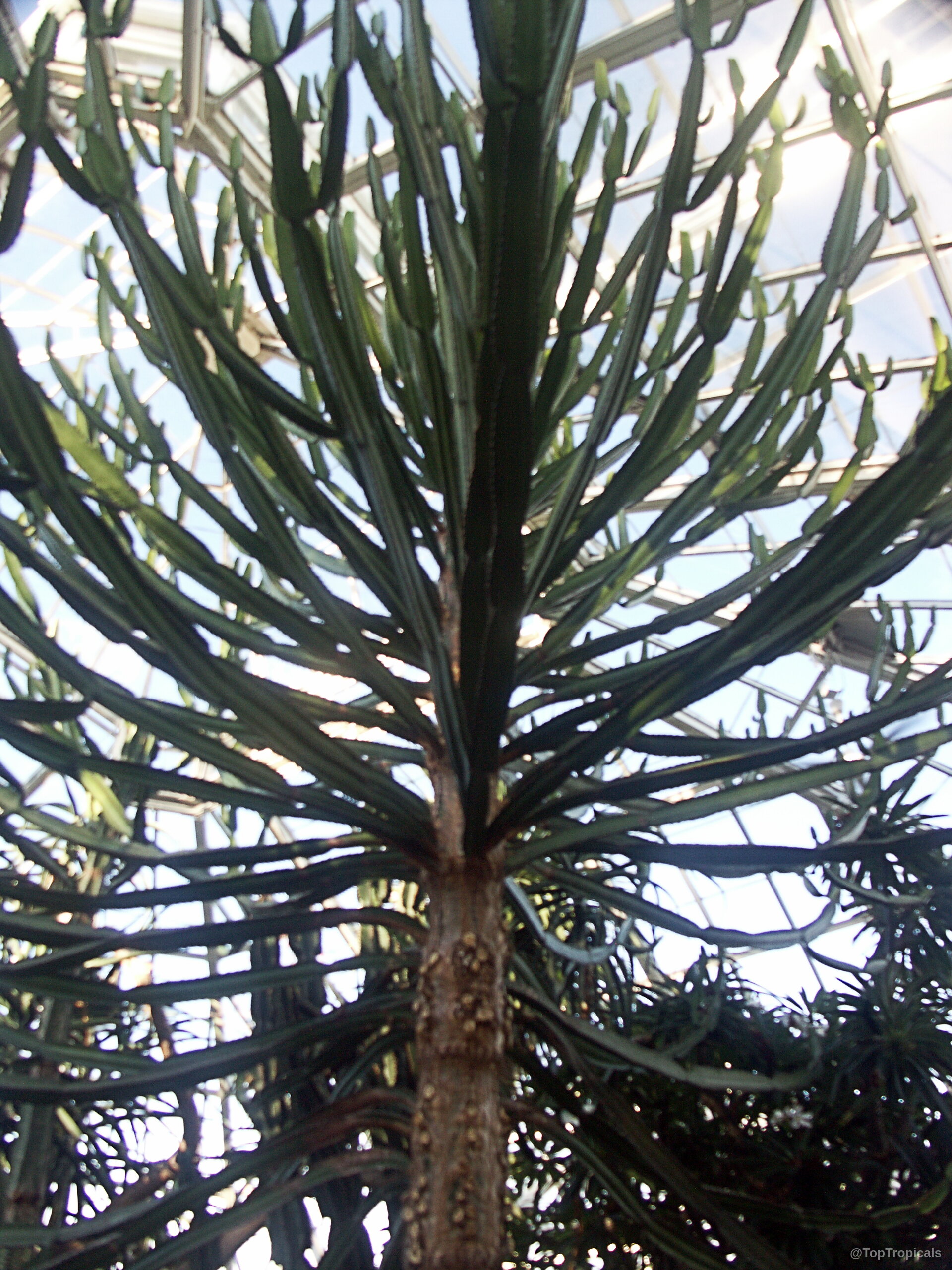 Euphorbia confinalis (Confinalis) with segmented succulent branches extending from a thick wooden trunk. Euphorbia confinalis (Confinalis) tall green plant with multiple upright stems and branching sections.