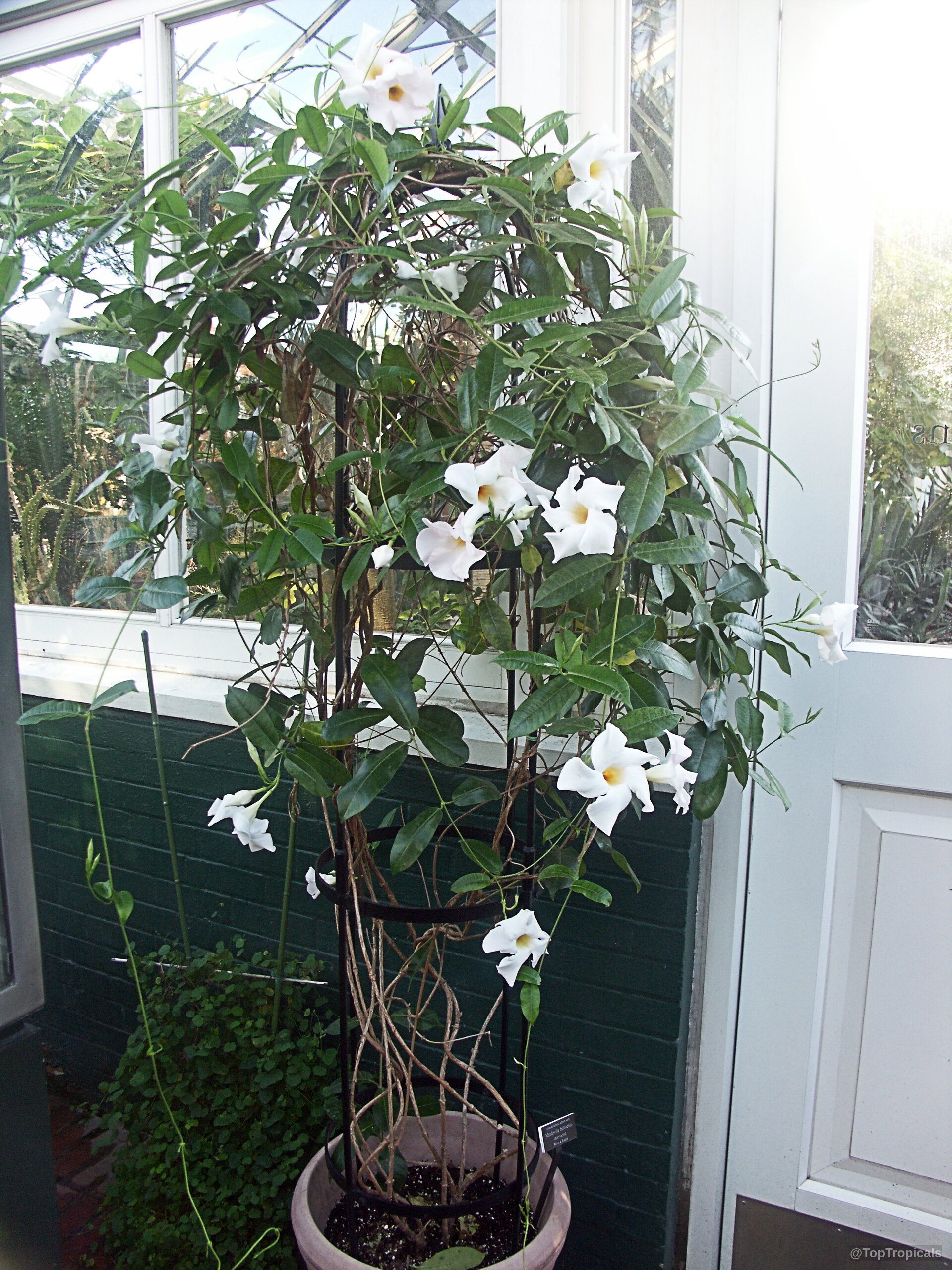 Mandevilla boliviensis (Mandevilla Summer Snow) climbs a tall black metal support with white trumpet flowers. Mandevilla boliviensis (Mandevilla Summer Snow) white flower on green vining plant climbing up metal support