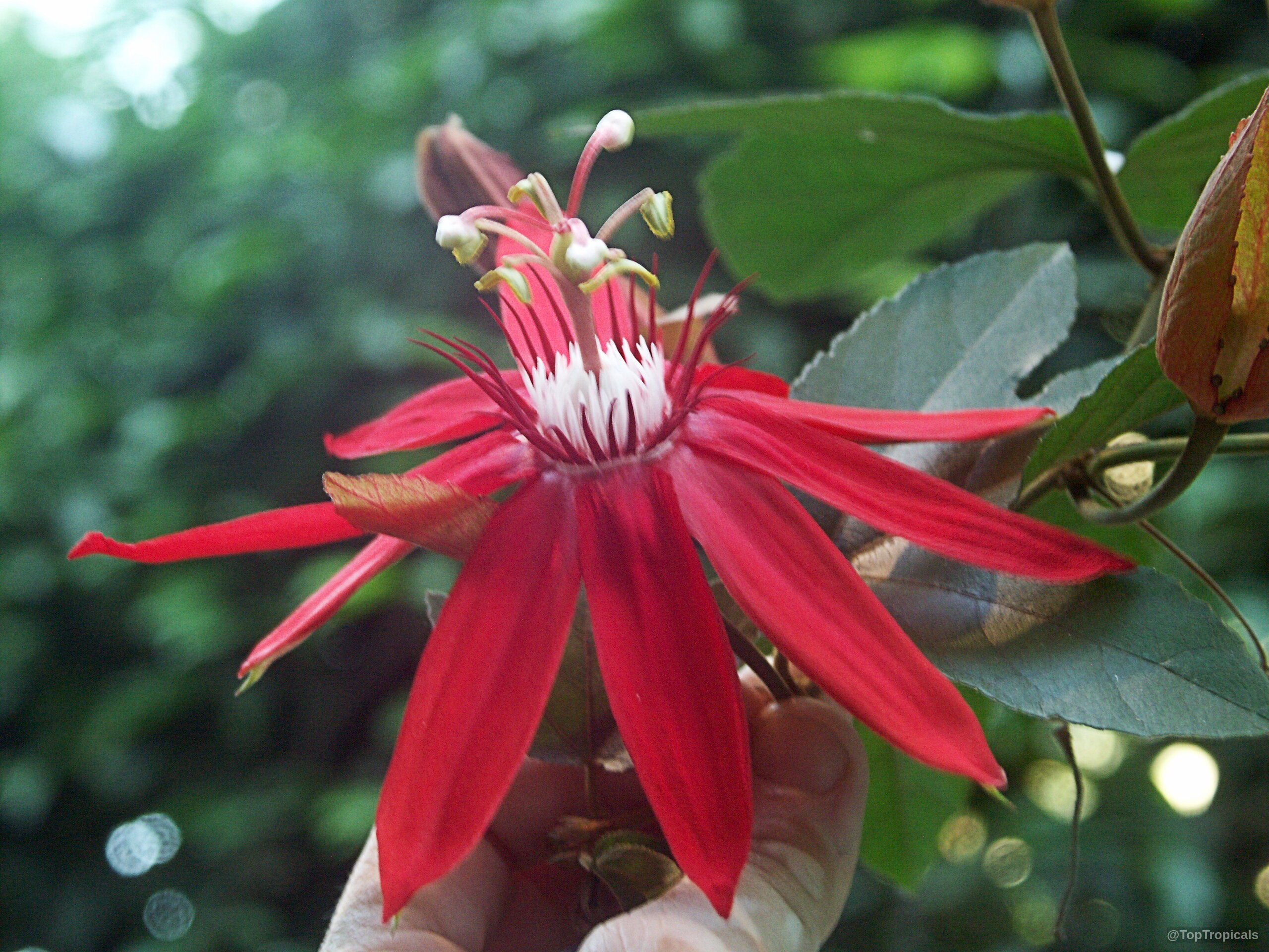 Passiflora vitifolia (Grape Leaved Passion Fruit) red flower with white filaments held near green leaves. Passiflora vitifolia (Grape Leaved Passion Fruit) red flower, close up of long narrow petals.