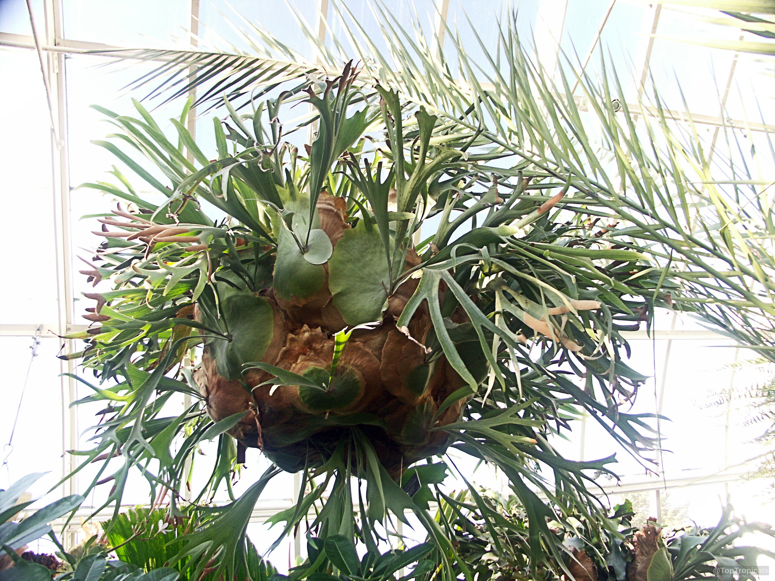 Platycerium sp. (Staghorn) hanging above, showing wide green fronds and brown shield-like basal growth. Platycerium sp. (Staghorn) green leaves form a large plant hanging from a ceiling support.
