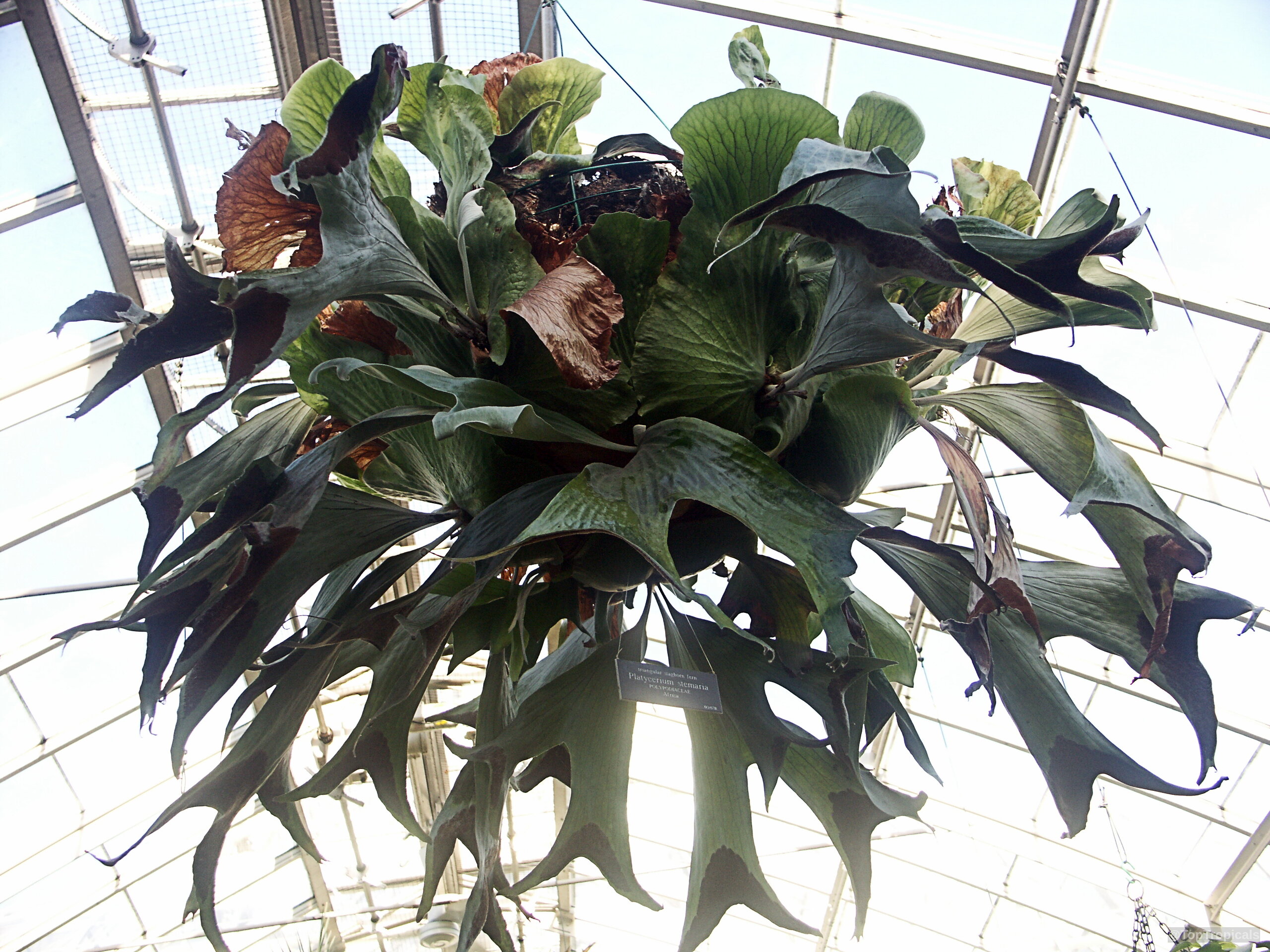 Platycerium sp. (Staghorn) green fronds extend downward from the center, forming a thick rounded shape Platycerium sp. (Staghorn) green leaves suspended in air, thick fronds reaching outward for growth