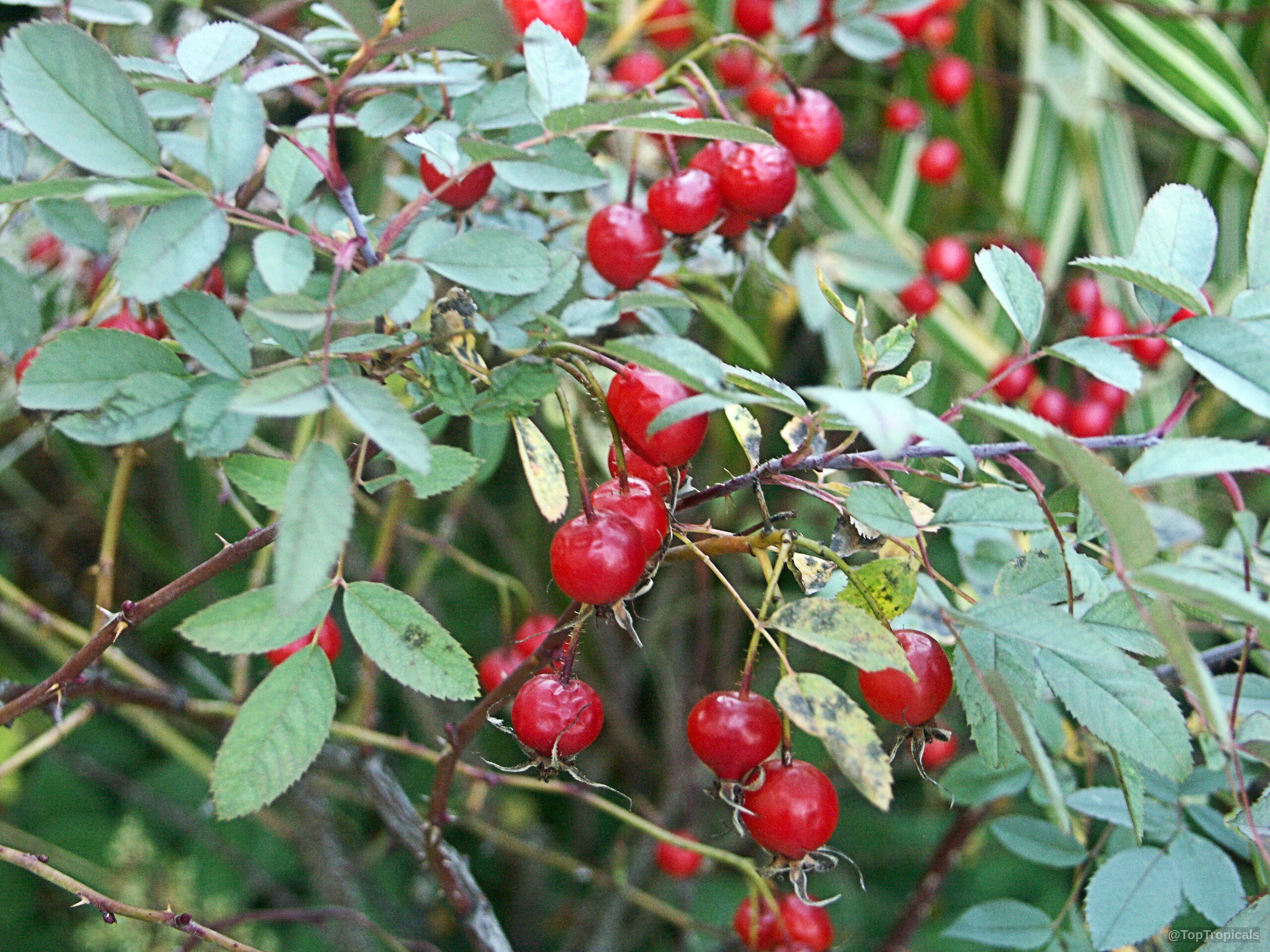 Rosa sp. (Wild Rose) 'Single Flower' clusters of small red rose hips on thin branches. Rosa sp. (Wild Rose) 'Single Flower' red fruit cluster on branch close up view