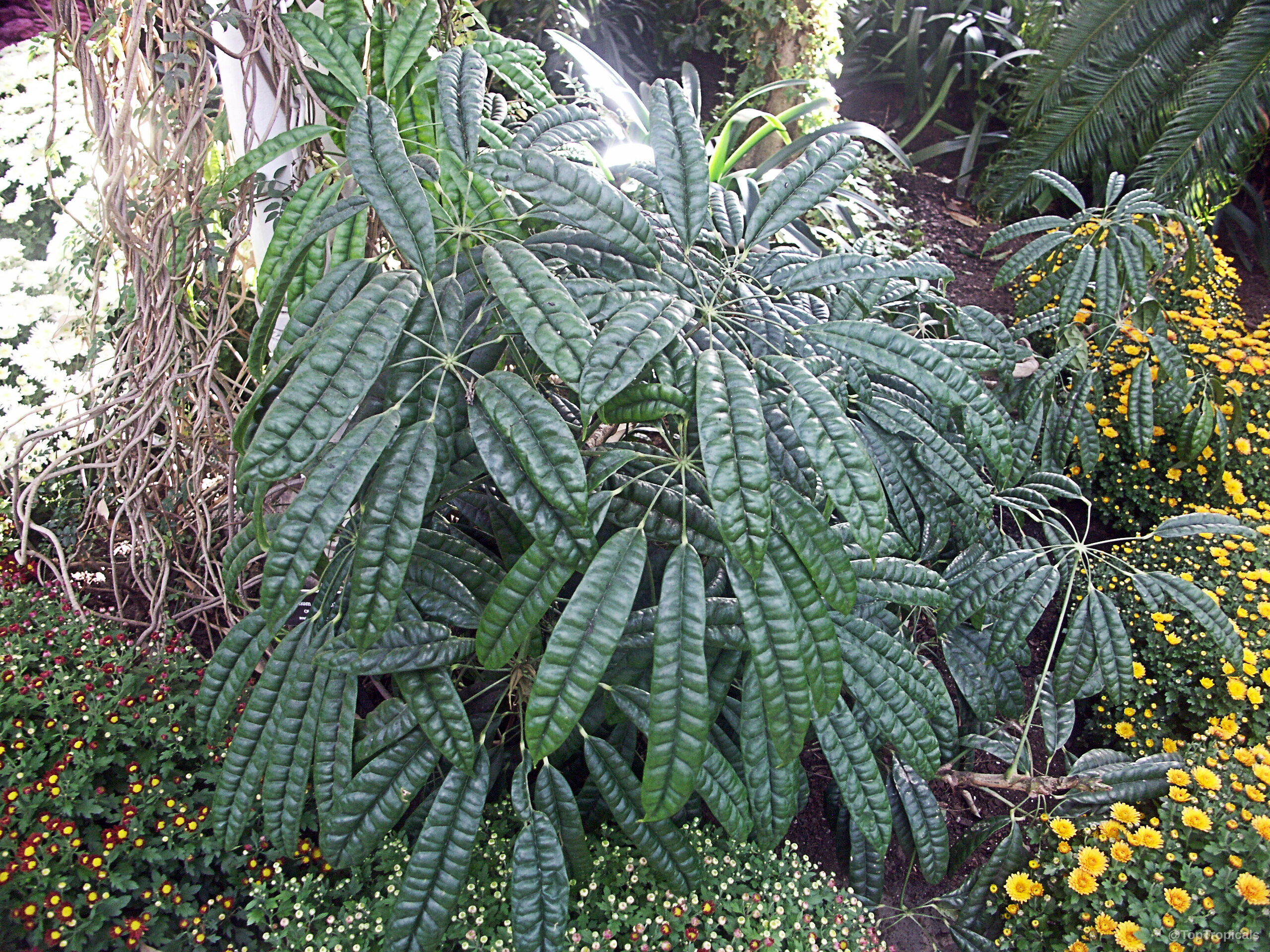 Schefflera albidobracteata (Schefflera) thick dark green leaves arranged in a distinct radiating, circular grouping. Schefflera albidobracteata (Schefflera) dark green plant with narrow textured leaves for natural garden decor.