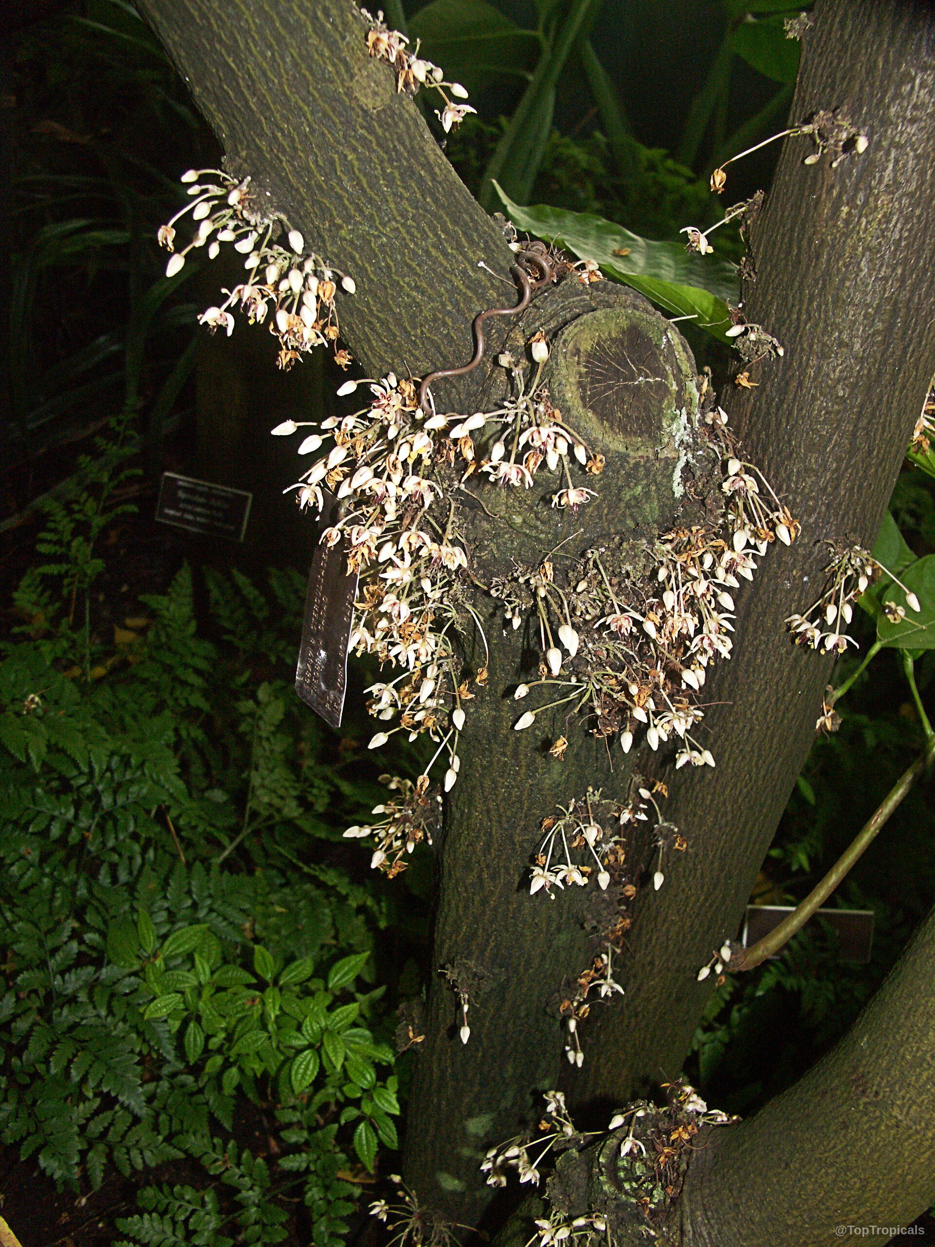 Theobroma cacao (Chocolate Tree) small white flower clusters growing directly from the woody tree bark. Theobroma cacao (Chocolate Tree) white flower clusters emerging directly from the grey tree trunk.