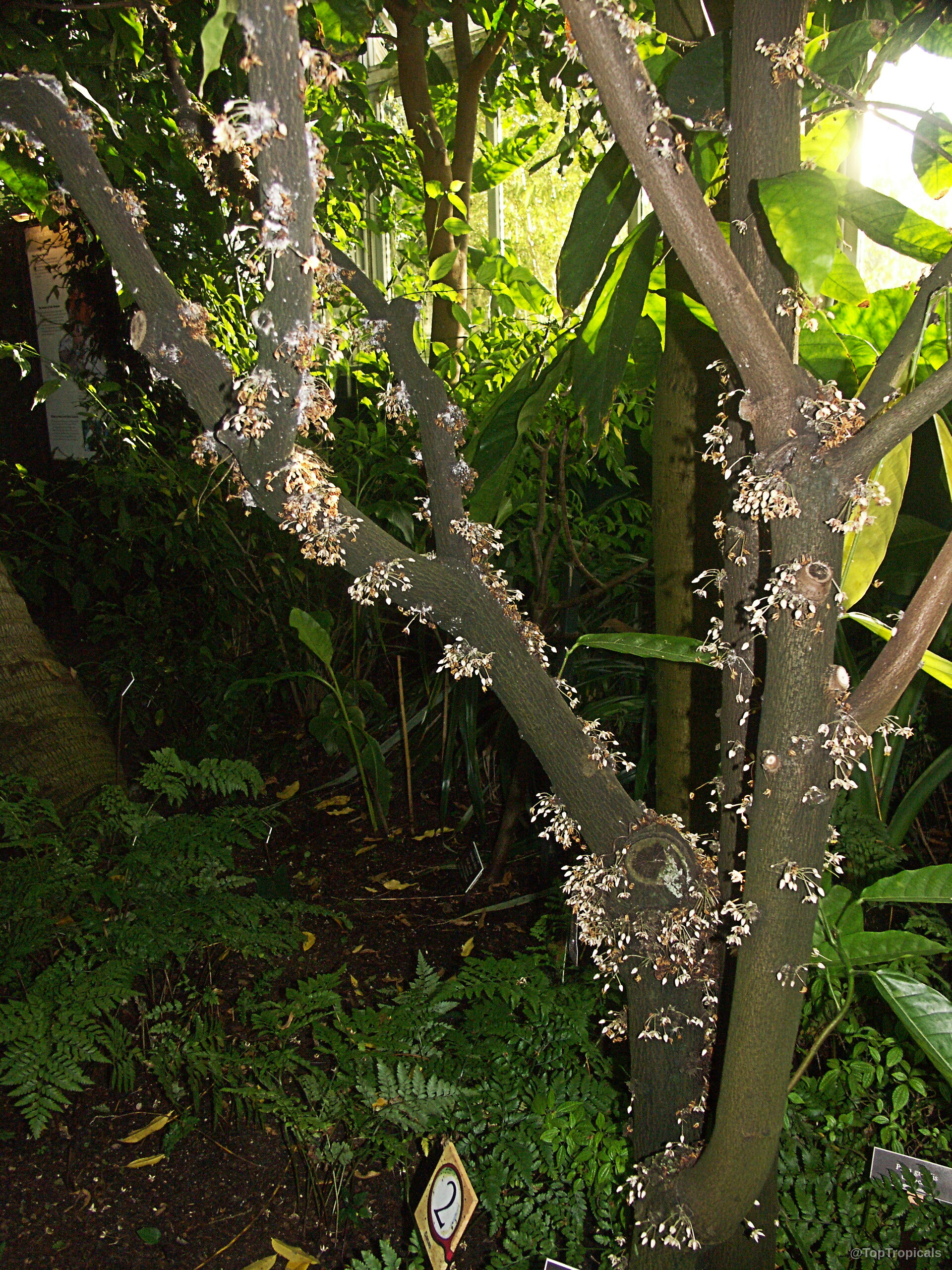 Theobroma cacao (Chocolate Tree) showing white flowers clustered directly on the smooth brown woody branches. Theobroma cacao (Chocolate Tree) with white flowers on brown branches in a plant view.