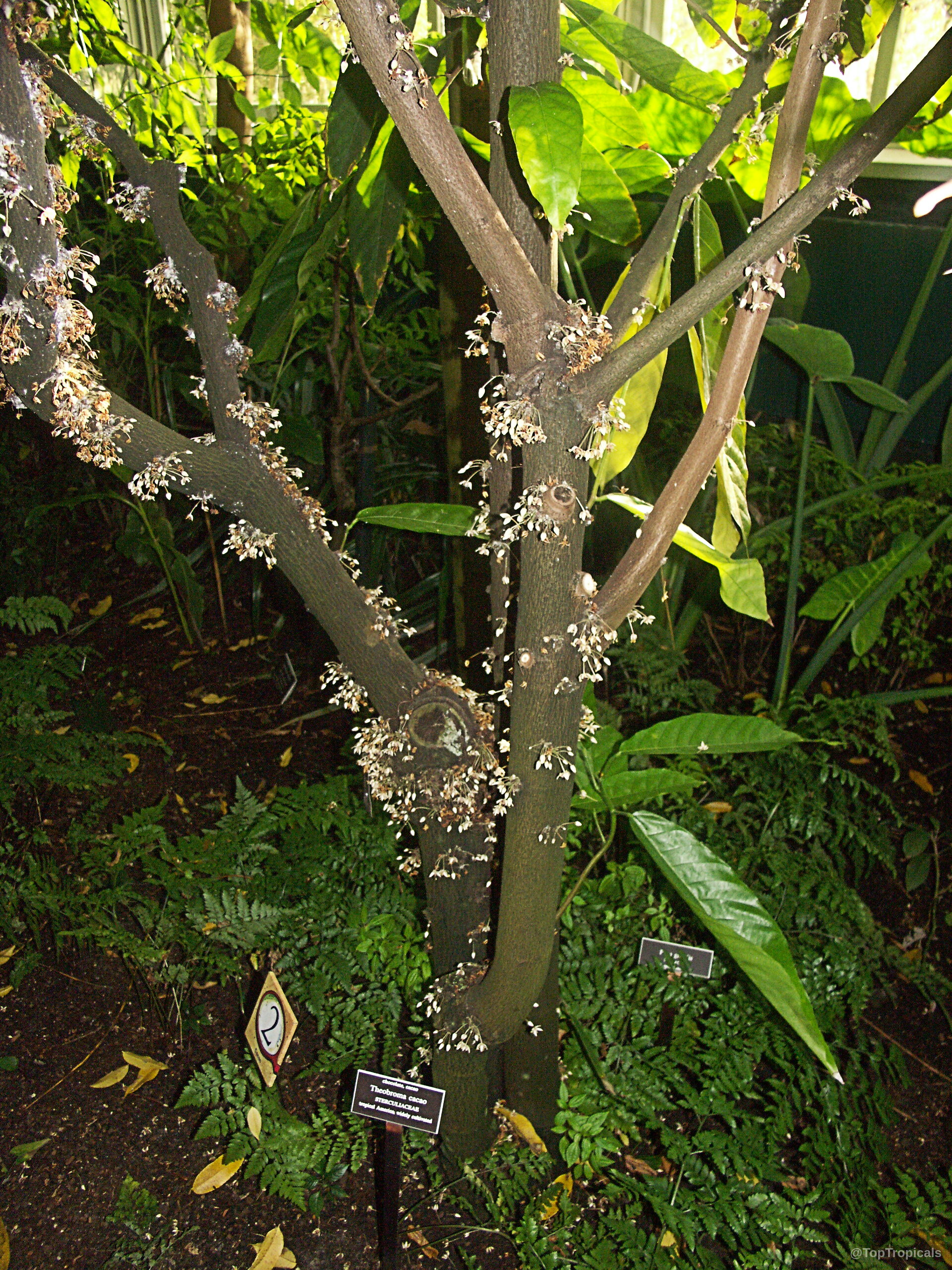 Theobroma cacao (Chocolate Tree) trunk with clusters of small white flowers emerging from the bark. Theobroma cacao (Chocolate Tree) with white tiny flowers along the brown trunk and branches.