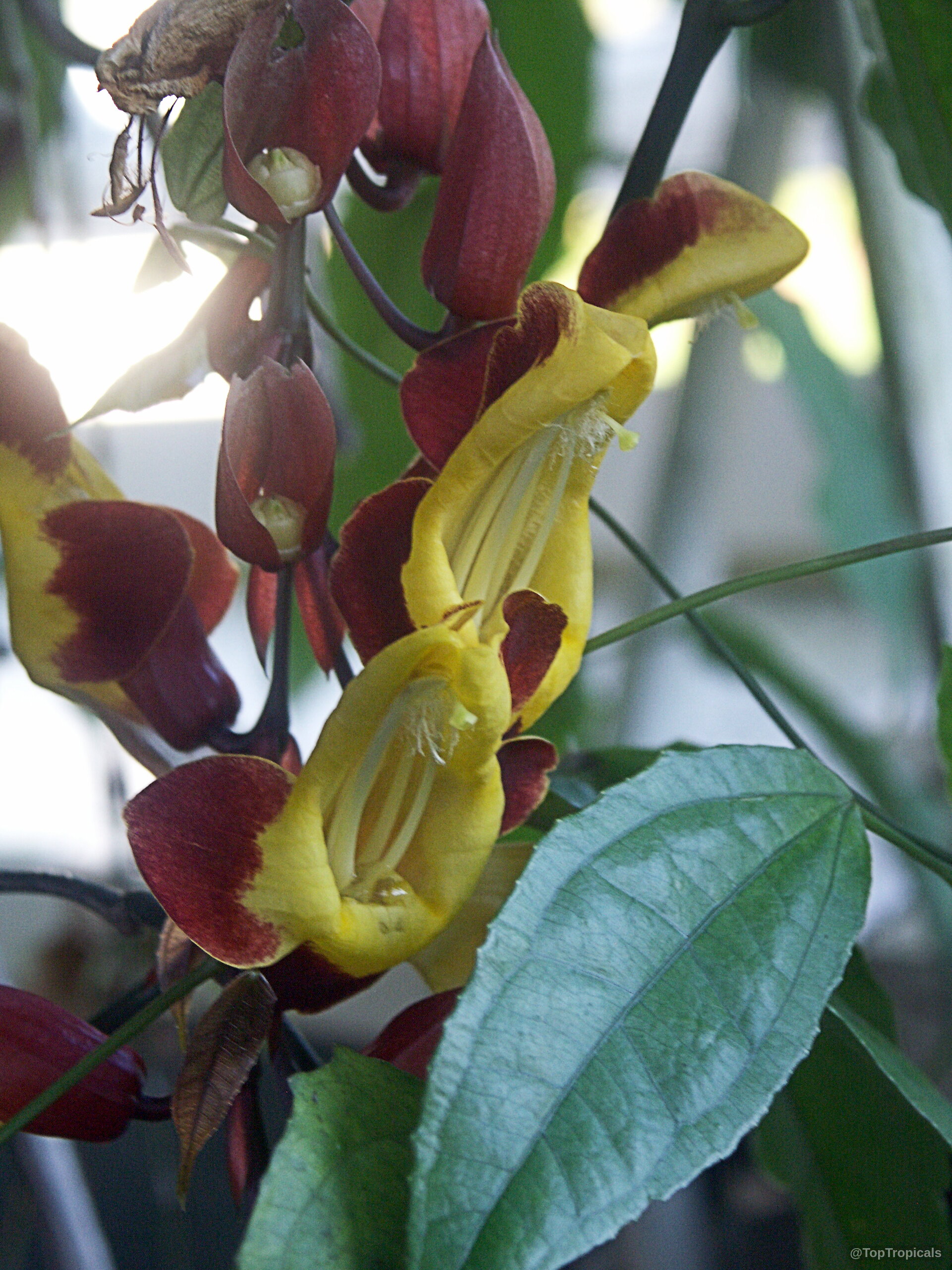 Thunbergia mysorensis (Clock Vine) with cascading yellow and maroon flowers plus green serrated leaves Thunbergia mysorensis (Clock Vine) with dangling yellow and maroon flower close up