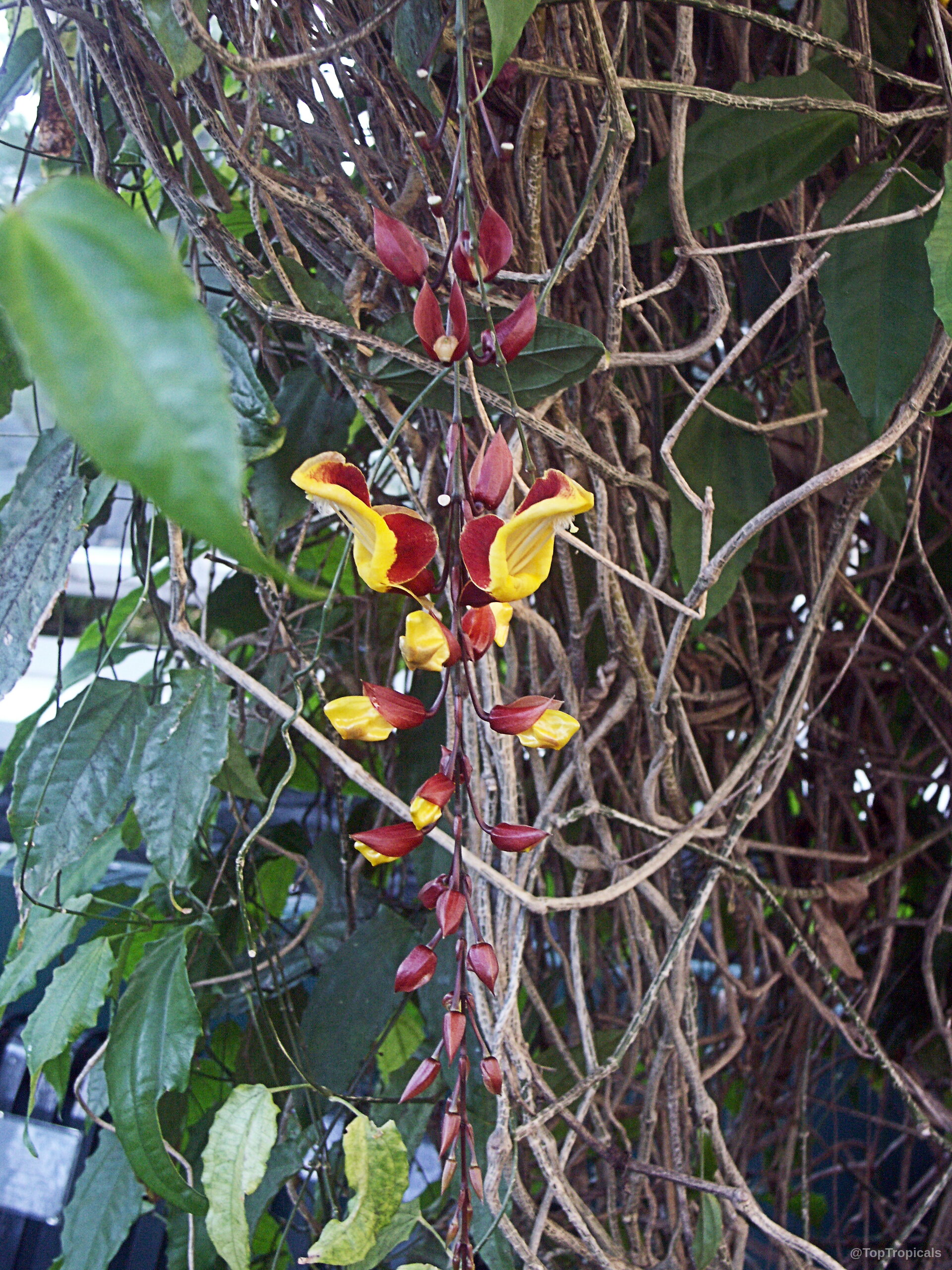 Thunbergia mysorensis (Clock Vine) hanging flower raceme with yellow and maroon petals among woody stems. Thunbergia mysorensis (Clock Vine) hanging yellow and maroon flower raceme close up
