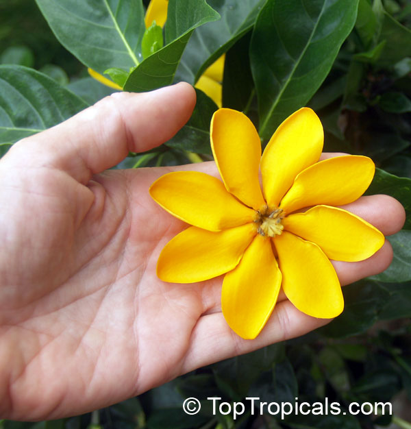 Gardenia tubifera Kula, Gardenia pfordii, Golden Gardenia, Kedah Gardenia