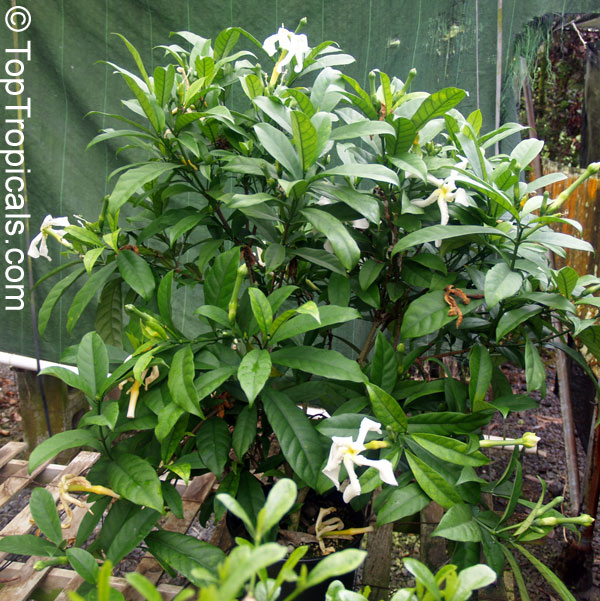 Tabernaemontana africana, Samoan Gardenia. DWARF cultivar Compacta from Hawaii