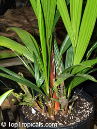 Cyrtostachys renda, Cyrtostachys lakka, Lipstick Palm, Sealing Wax Palm. Dwarf variety, blooms in young age