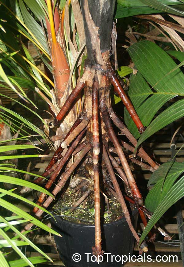 Areca vestiaria, Orange Crownshaft Palm