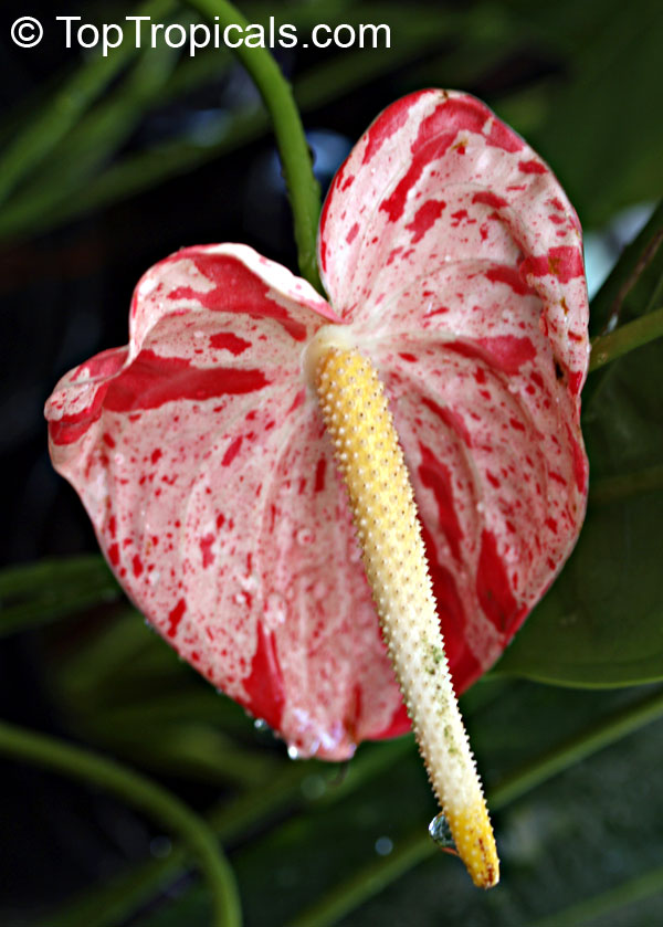 Anthurium hybrid Shibori, Flamingo Flower, Variegated Flower Anthurium