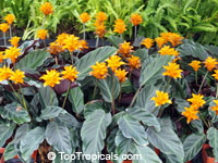 Calathea crocata, Eternal flame

Click to see full-size image