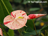 Anthurium hybrid Shibori, Flamingo Flower, Variegated Flower Anthurium

Click to see full-size image
