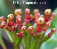 Syzygium aromaticum, Caryophyllus aromaticus, Eugenia caryophyllata, Eugenia caryophyllus, Clove, Cloves

Click to see full-size image