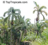 Bactris gasipaes, Peach Palm, Pixbae, Pewa, Chontaduro

Click to see full-size image