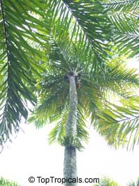 Bactris gasipaes, Peach Palm, Pixbae, Pewa, Chontaduro

Click to see full-size image