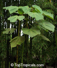 Ochroma pyramidale - seeds

Click to see full-size image