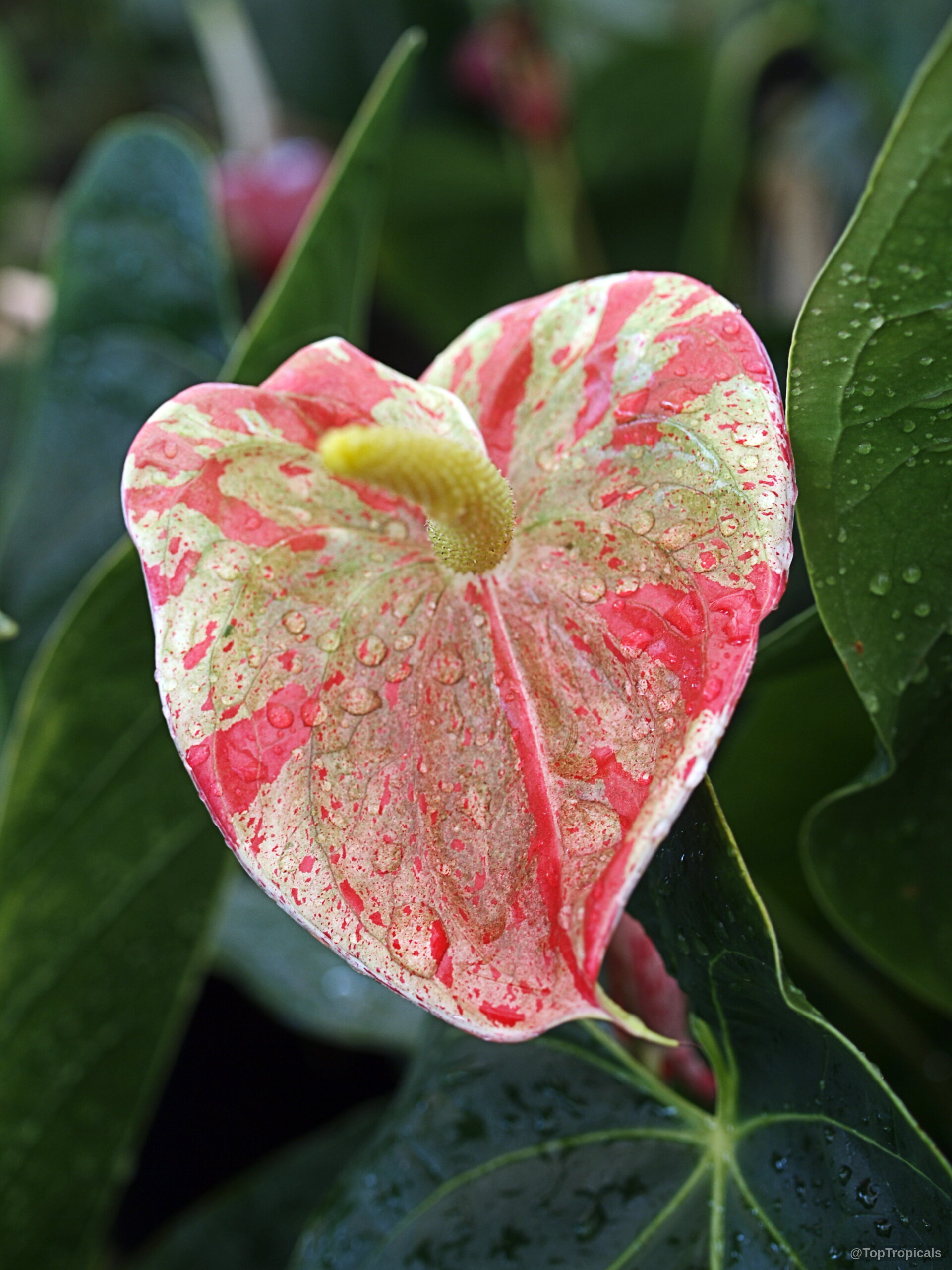 Anthurium sp. (Flamingo Flower) 'Shibori' heart-shaped flower with pink and green speckled coloration. Anthurium sp. (Flamingo Flower) 'Shibori' pink and green close up flower