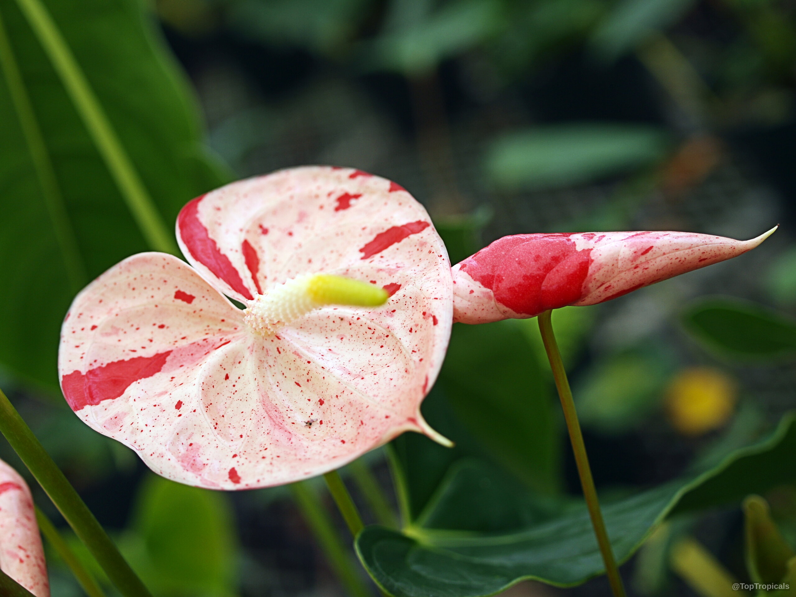 Anthurium sp. (Flamingo Flower) 'Shibori' pink and red spotted flower with yellow center spadix. Anthurium sp. (Flamingo Flower) 'Shibori' pink and red flower close up with yellow spadix.