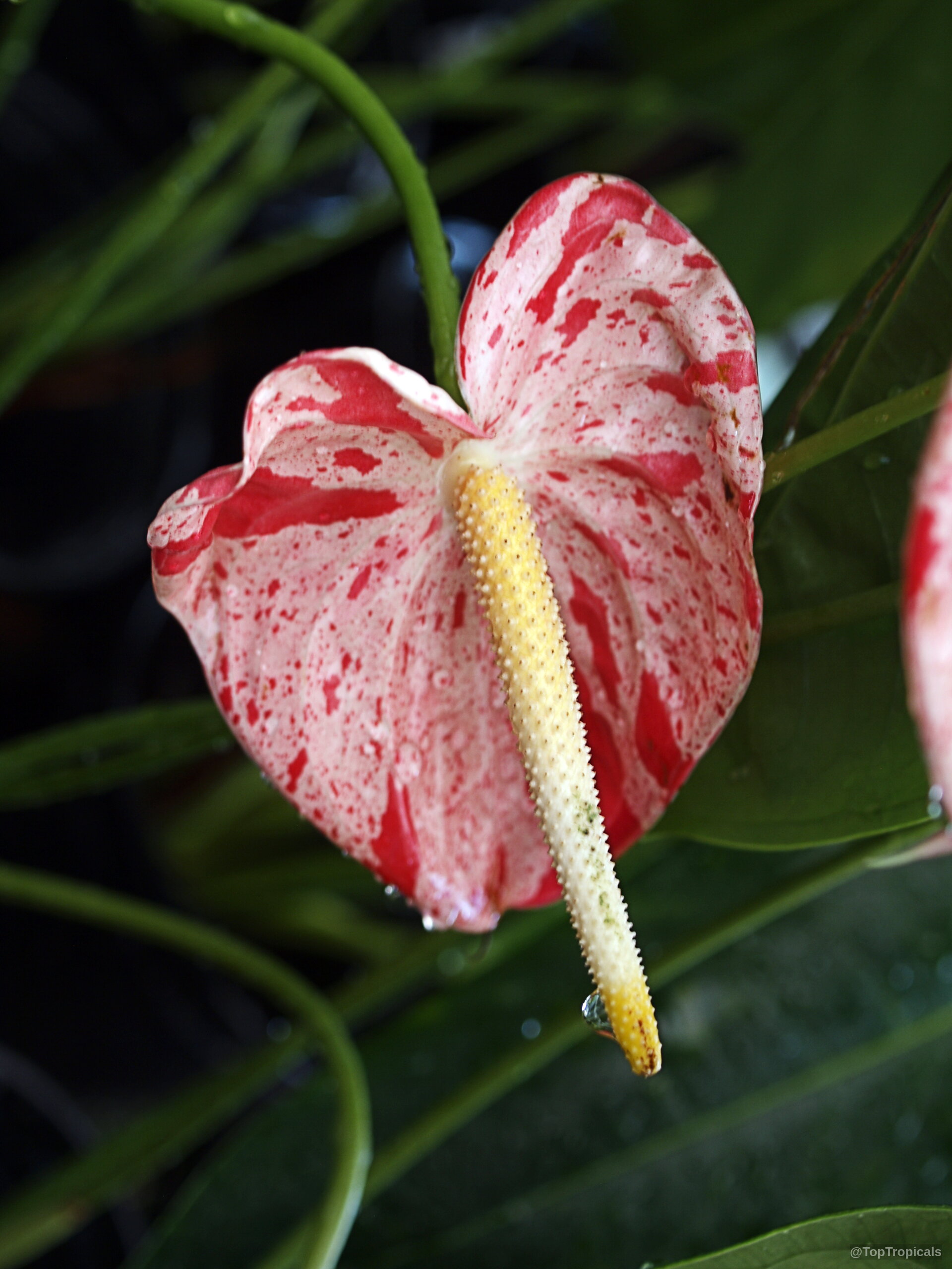 Anthurium sp. (Flamingo Flower) 'Shibori' with mottled pink and red flower parts and yellow spadix. Anthurium sp. (Flamingo Flower) 'Shibori' pink and red flower close up