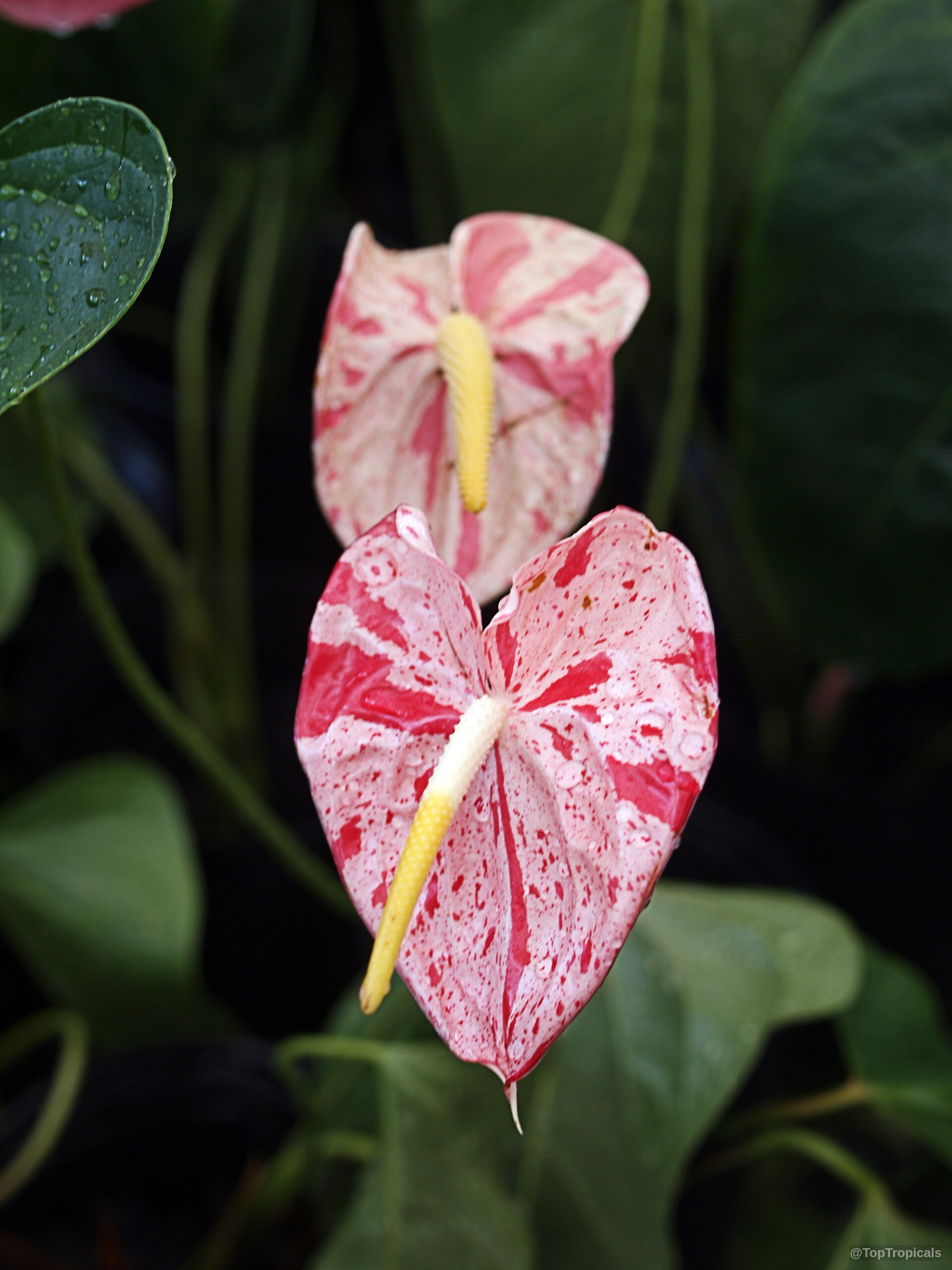 Anthurium sp. (Flamingo Flower) 'Shibori' with mottled pink and red petals and yellow spadix Anthurium sp. (Flamingo Flower) 'Shibori' pink and red heart-shaped flower close up