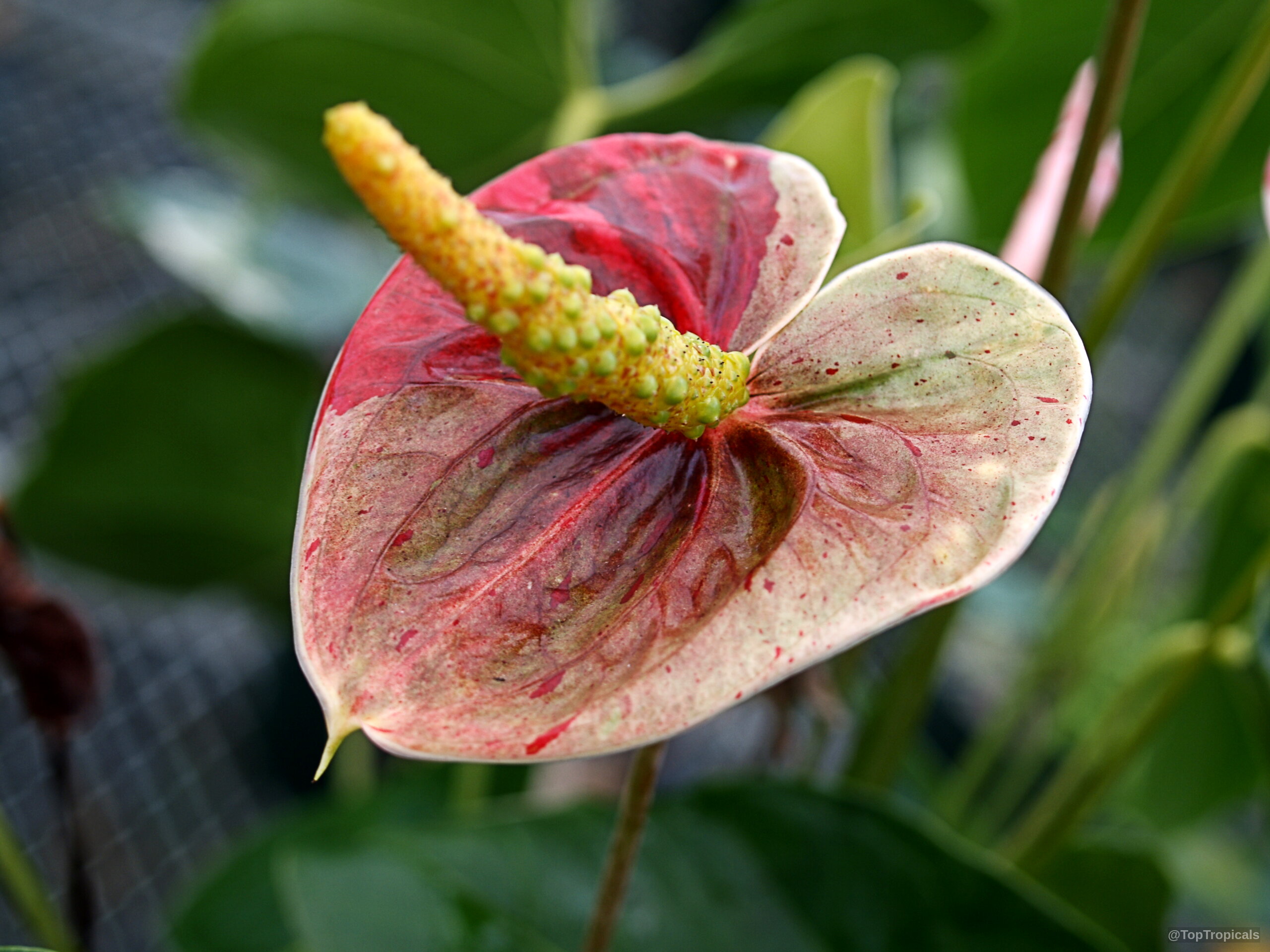 Anthurium sp. (Flamingo Flower) 'Shibori' with red and cream colored petals and yellow spadix. Anthurium sp. (Flamingo Flower) 'Shibori' pink red yellow flower close up