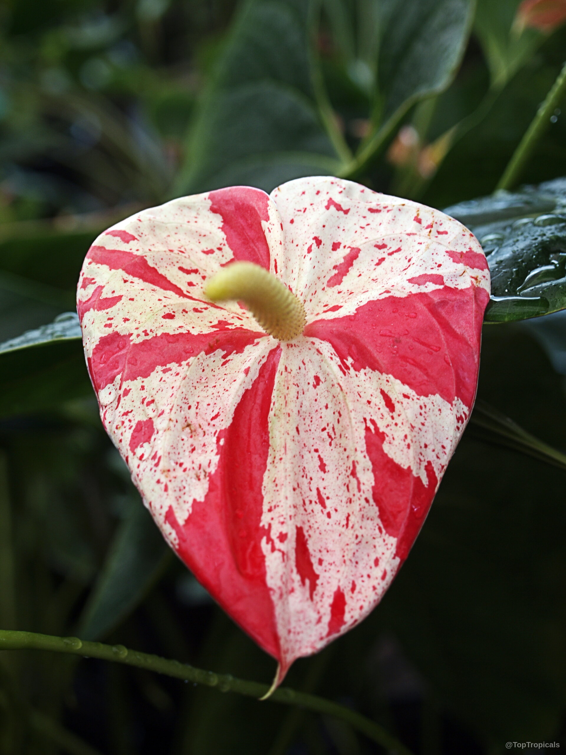 Anthurium sp. (Flamingo Flower) 'Shibori' petal with pink and white speckles surrounding yellow spadix. Anthurium sp. (Flamingo Flower) 'Shibori' pink and white flower close up.