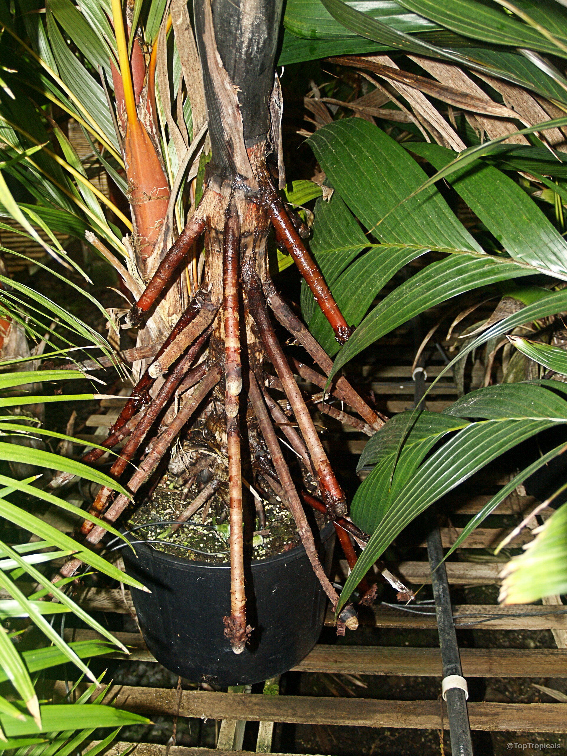Areca vestiaria (Orange Crownshaft Palm) brown roots on a palm plant in a black container