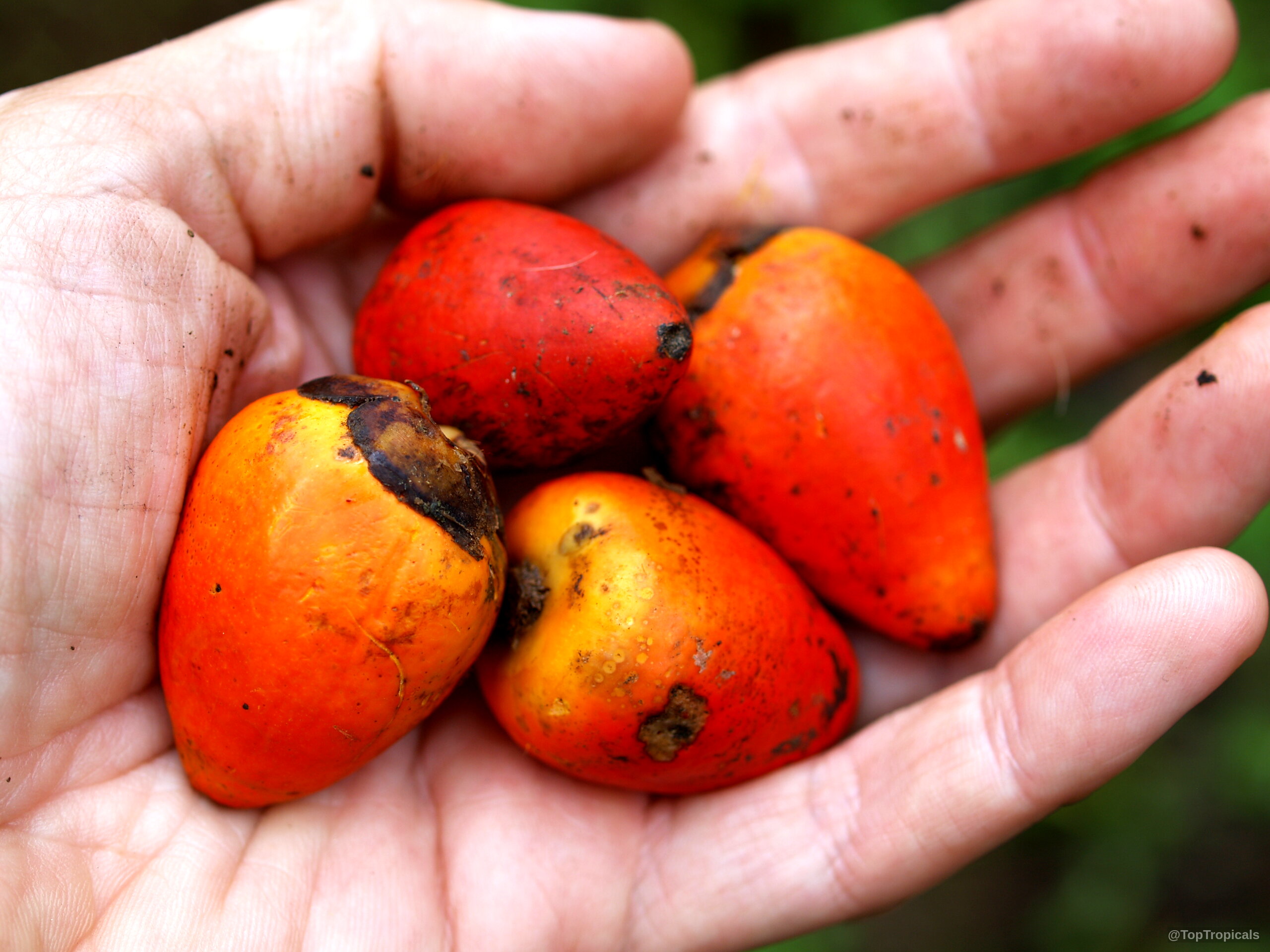Bactris gasipaes (Peach Palm) fruit rests in a human palm, displaying rich orange color. Bactris gasipaes (Peach Palm) orange fruit in a palm hand, close up.