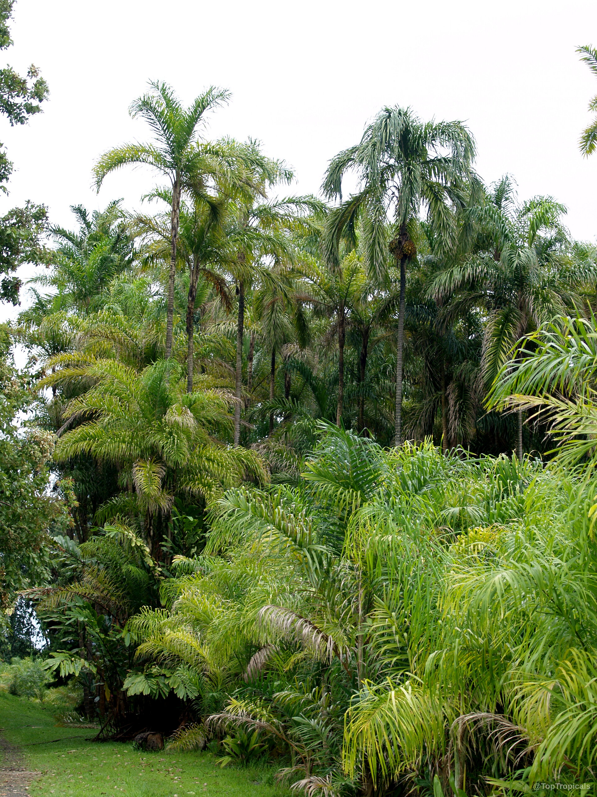 Bactris gasipaes (Peach Palm) tall slender trunks topped with layered green fronds rising into the sky. Bactris gasipaes (Peach Palm) tree with green leaves and thin tall trunks, upright palm plant.