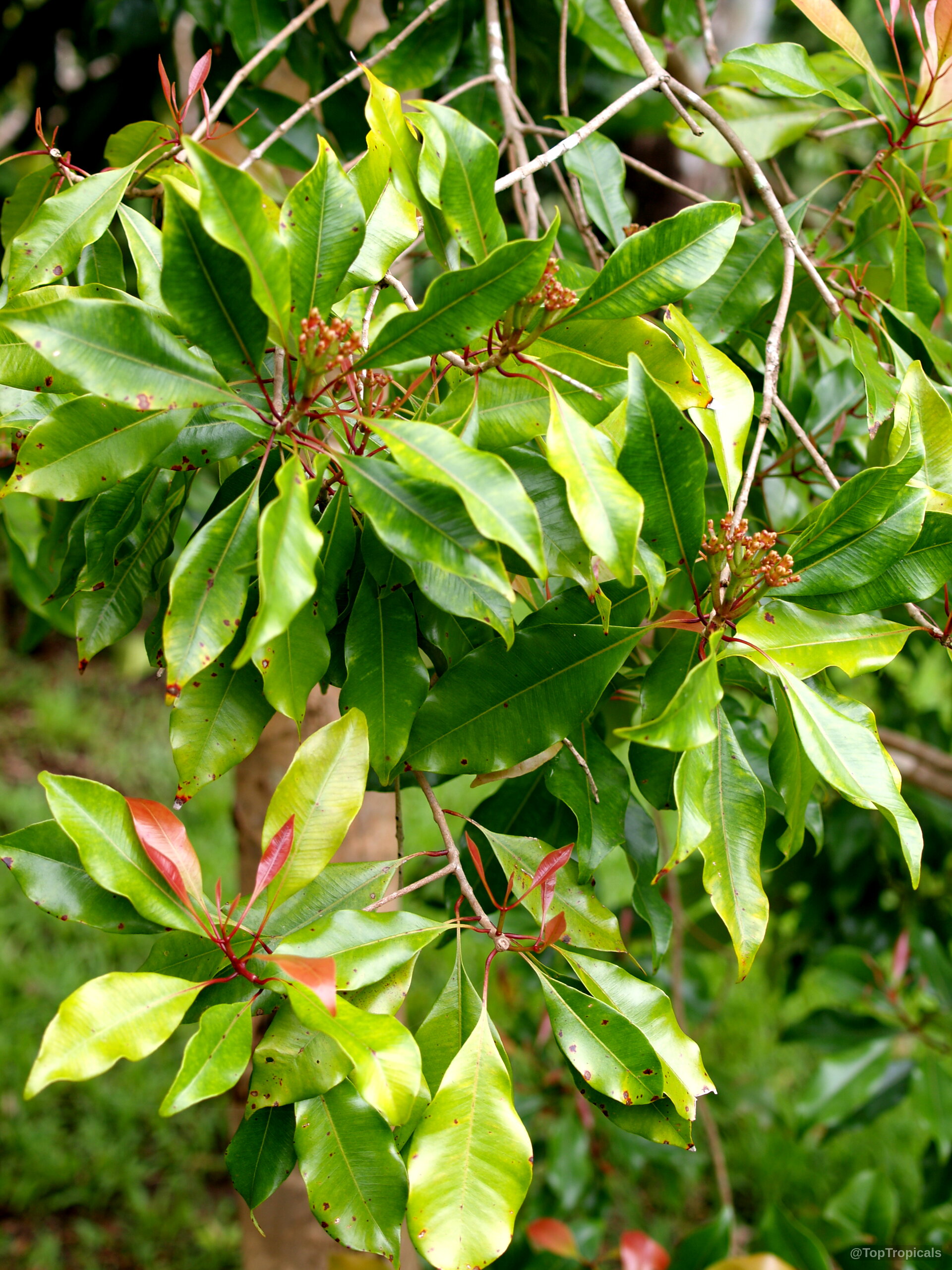Syzygium aromaticum (Clove) green leaves with small reddish buds on the branches of the tree. Syzygium aromaticum (Clove) green plant with small reddish flower buds on tree branches