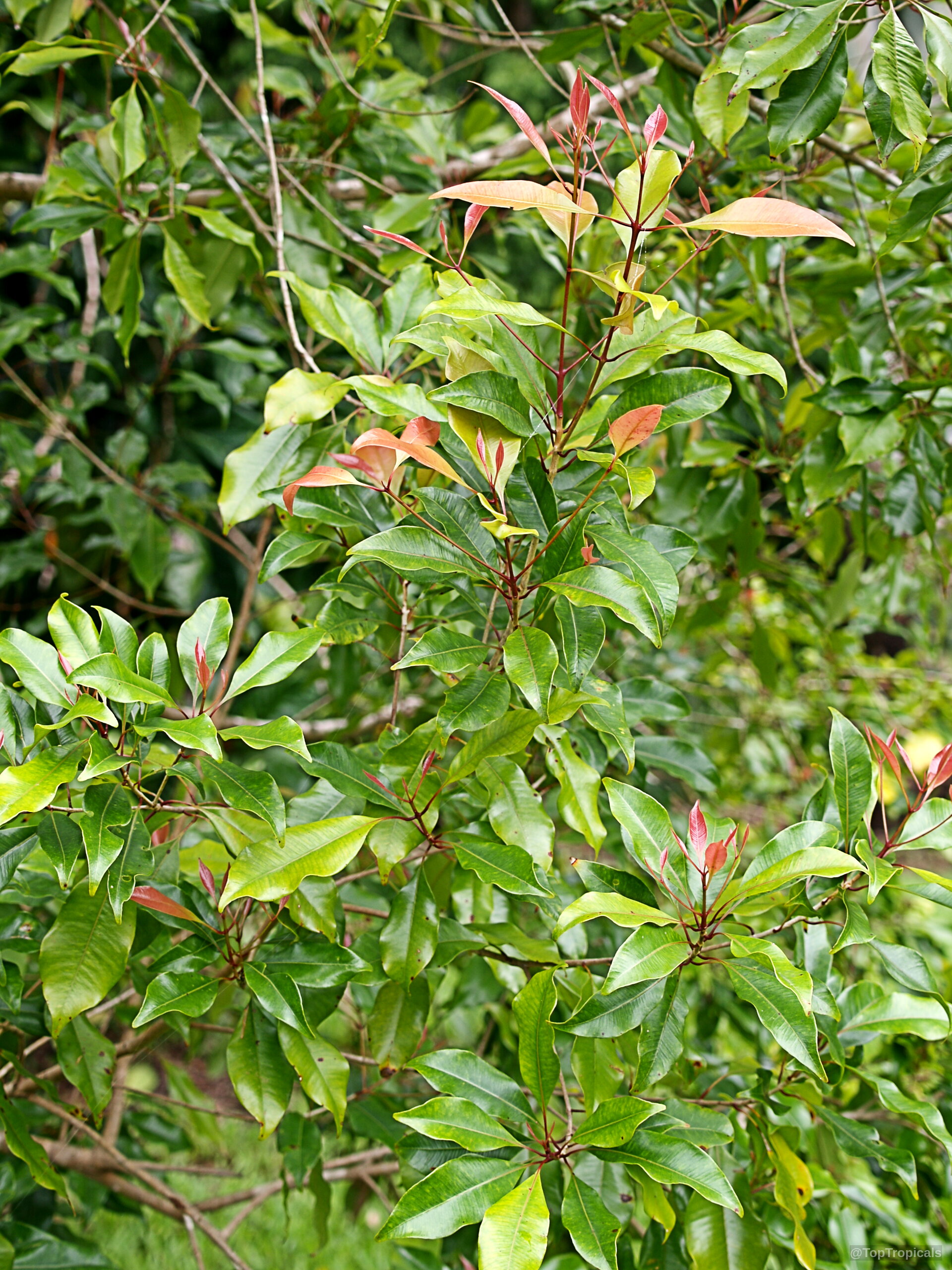 Syzygium aromaticum (Clove) branches with green mature leaves and reddish young new growth on stems. Syzygium aromaticum (Clove) plant with green mature leaves and reddish young growth on branches.