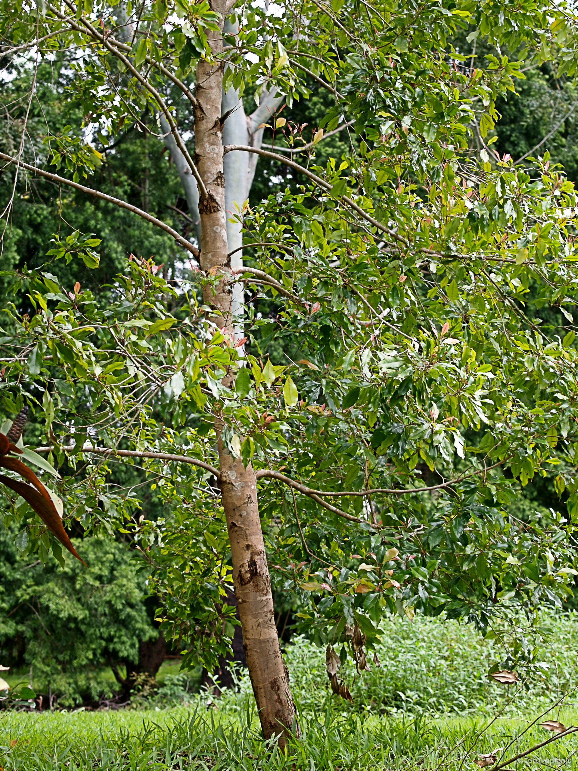 Syzygium aromaticum (Clove) tree reaching upward with numerous green leaves attached to light brown branches. Syzygium aromaticum (Clove) tree with green leaves and a tall light brown wooden trunk.