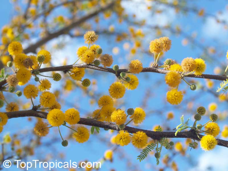 Vachellia farnesiana, Acacia farnesiana, Mimosa farnesiana, Yellow Mimosa, Sweet Wattle