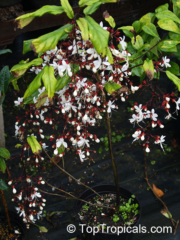 Clerodendrum schmidtii, Clerodendrum smithianum, Chains of Glory, Lightbulb Flower