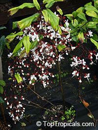 Clerodendrum schmidtii, Clerodendrum smithianum, Chains of Glory, Lightbulb Flower

Click to see full-size image