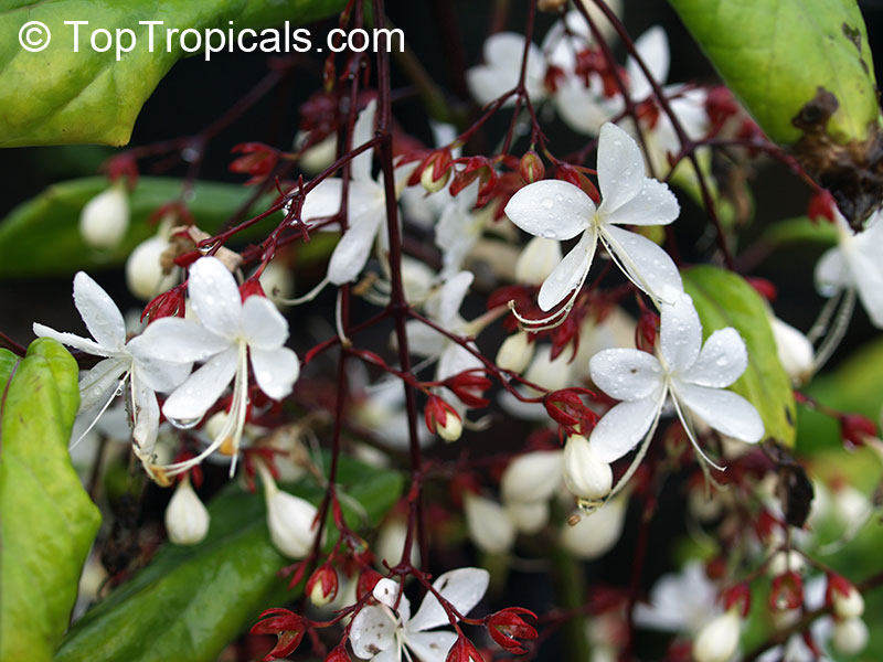 Clerodendrum schmidtii, Clerodendrum smithianum, Chains of Glory, Lightbulb Flower