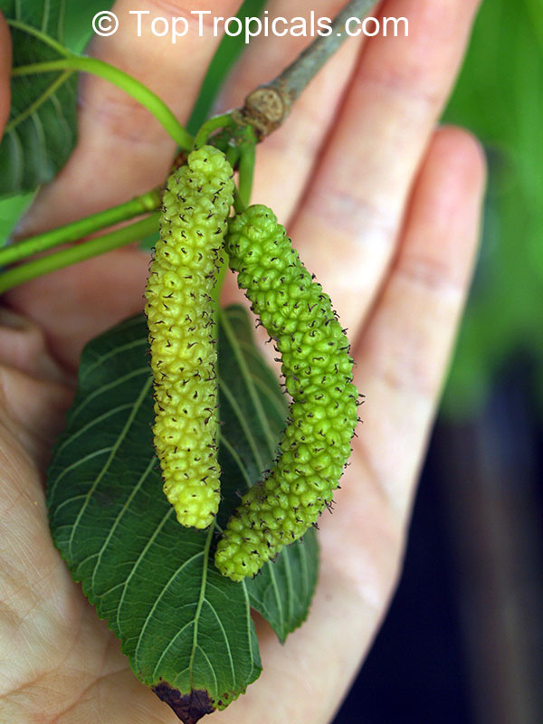 Mulberry tree Pakistani Giant Fruit (Morus sp.)