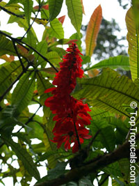 Warscewiczia ( Warszewiczia ) coccinea, Wild Poinsettia, Chaconia, Pride of Trinidad

Click to see full-size image