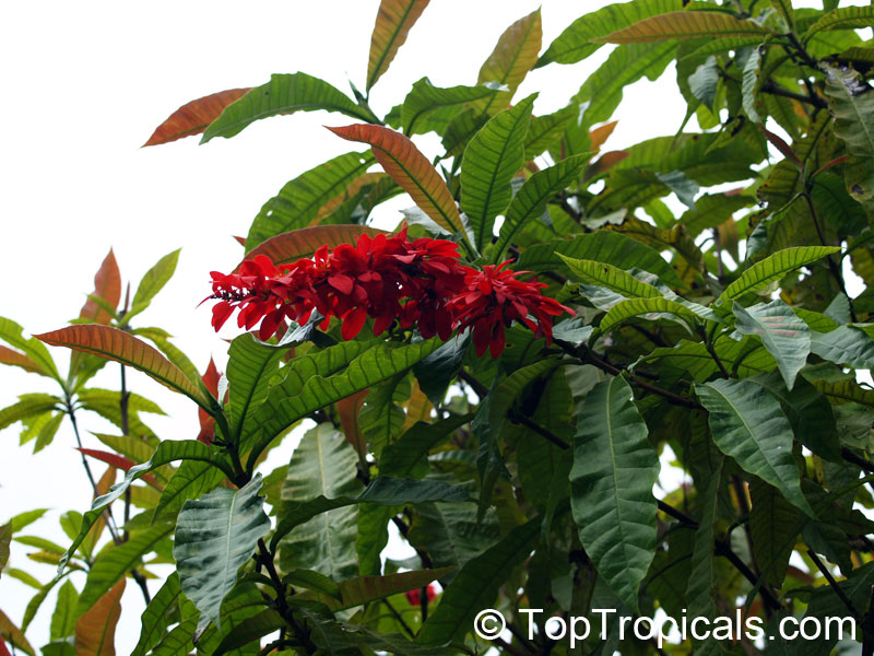 Warscewiczia ( Warszewiczia ) coccinea, Wild Poinsettia, Chaconia, Pride of Trinidad
