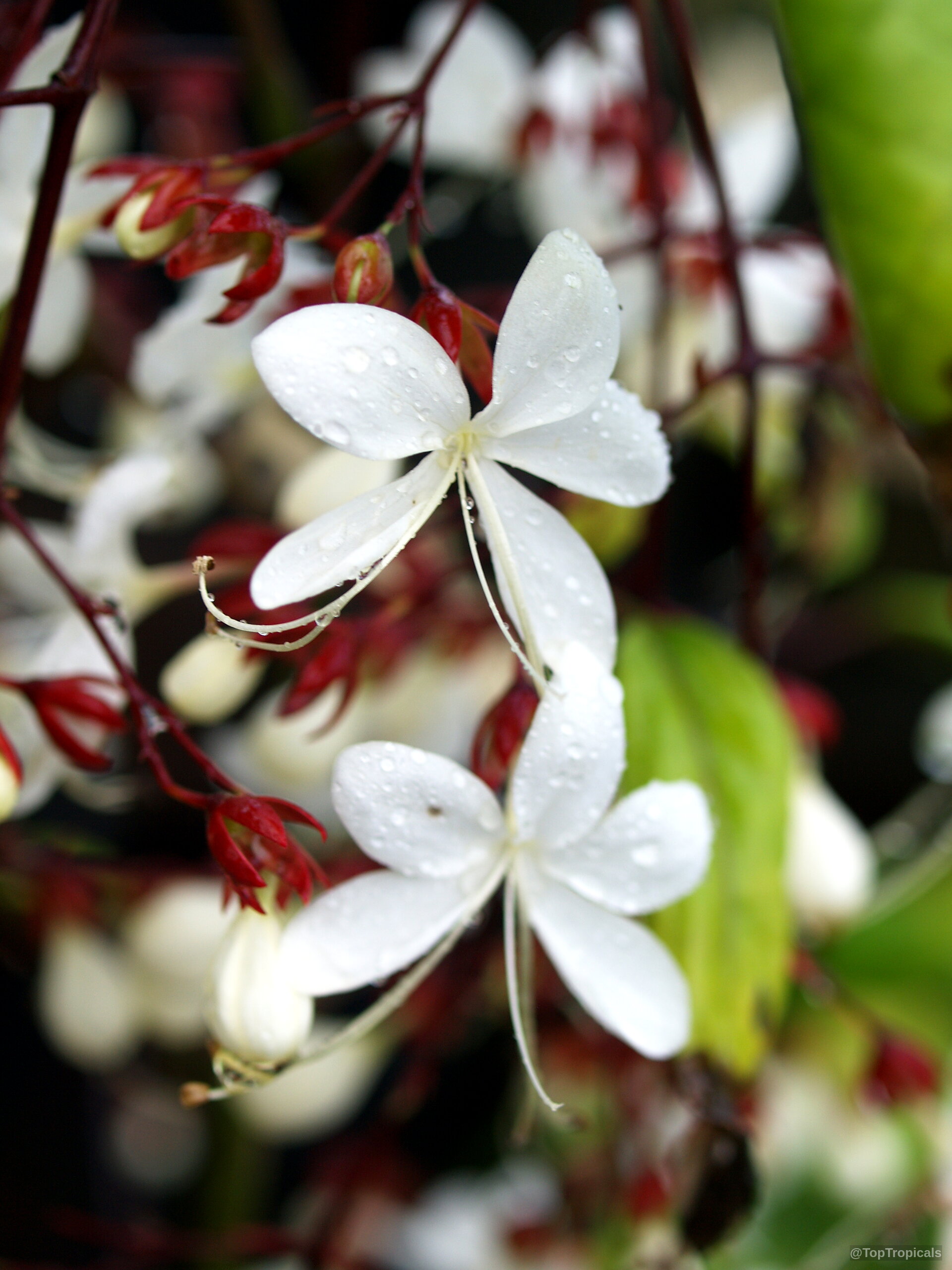Clerodendrum schmidtii (Chains of Glory) white flower with red buds and water droplets on petals Clerodendrum schmidtii (Chains of Glory) white flower close up with red buds and green foliage