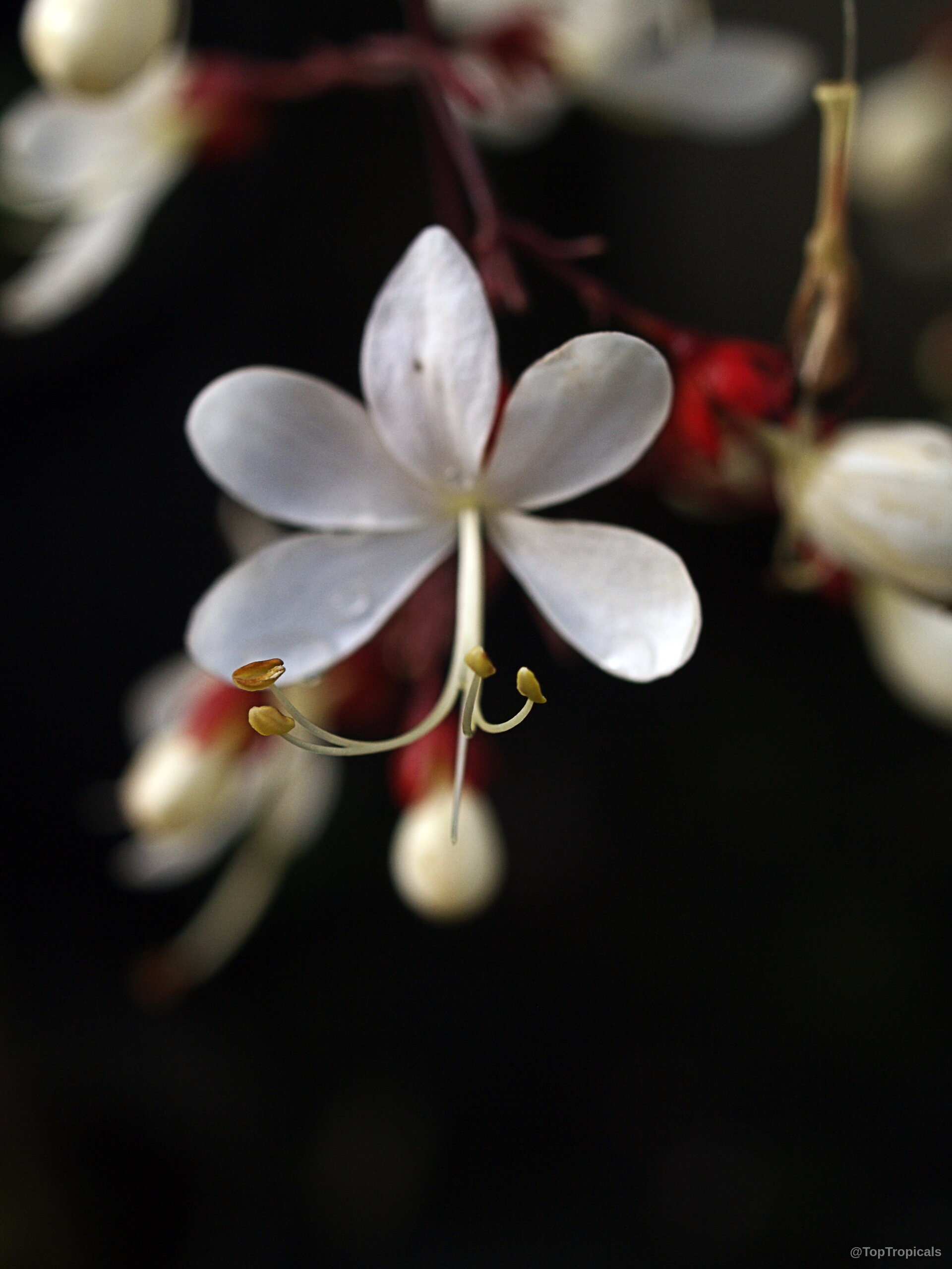 Clerodendrum schmidtii (Chains of Glory) white flower with slender stamens and red buds on stems. Clerodendrum schmidtii (Chains of Glory) white flower close up with red buds on thin stems.