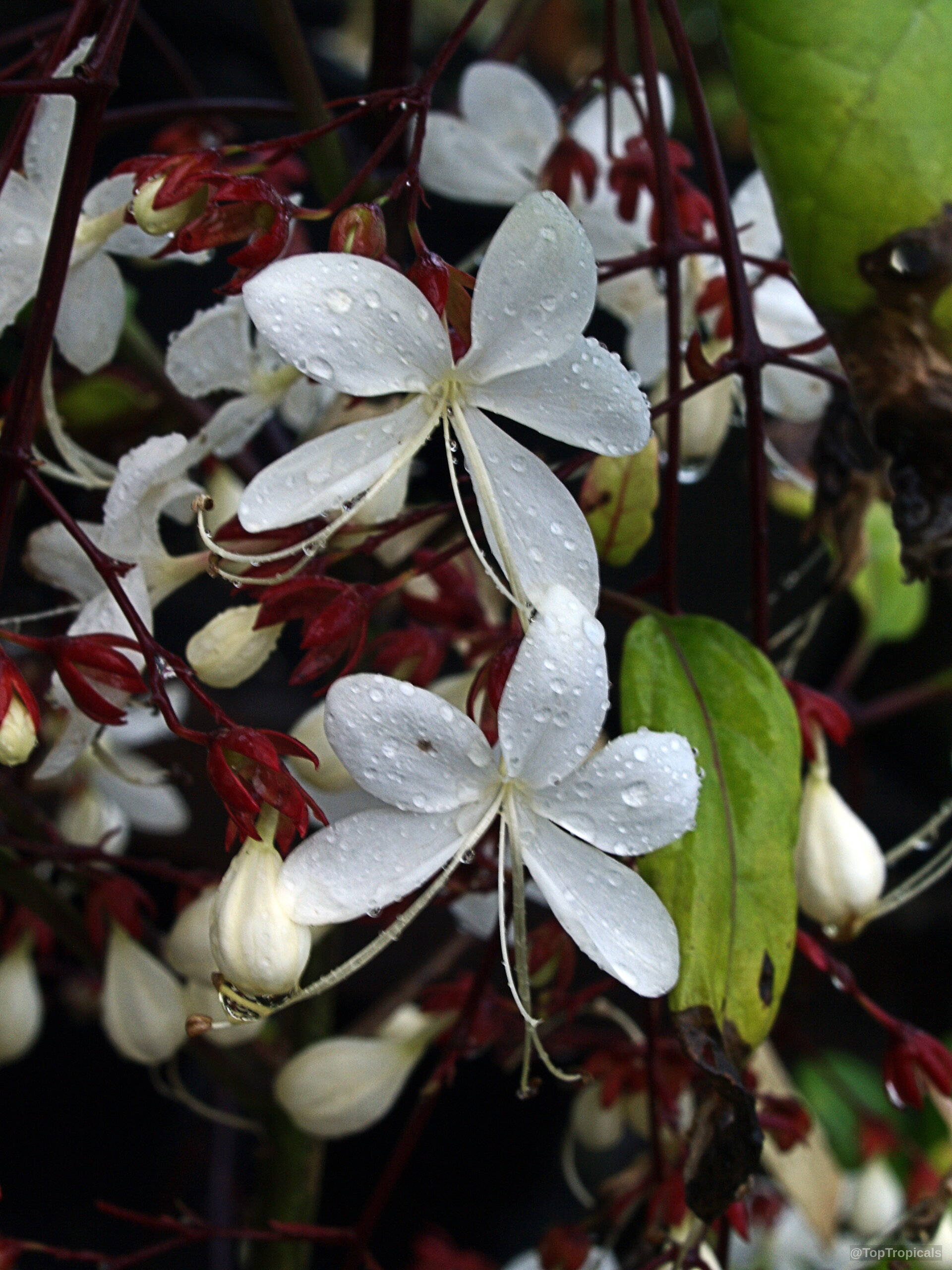 Clerodendrum schmidtii (Chains of Glory) white flowers with raindrops nestled among deep red branching stems. Clerodendrum schmidtii (Chains of Glory) with white flower close up on red stems.